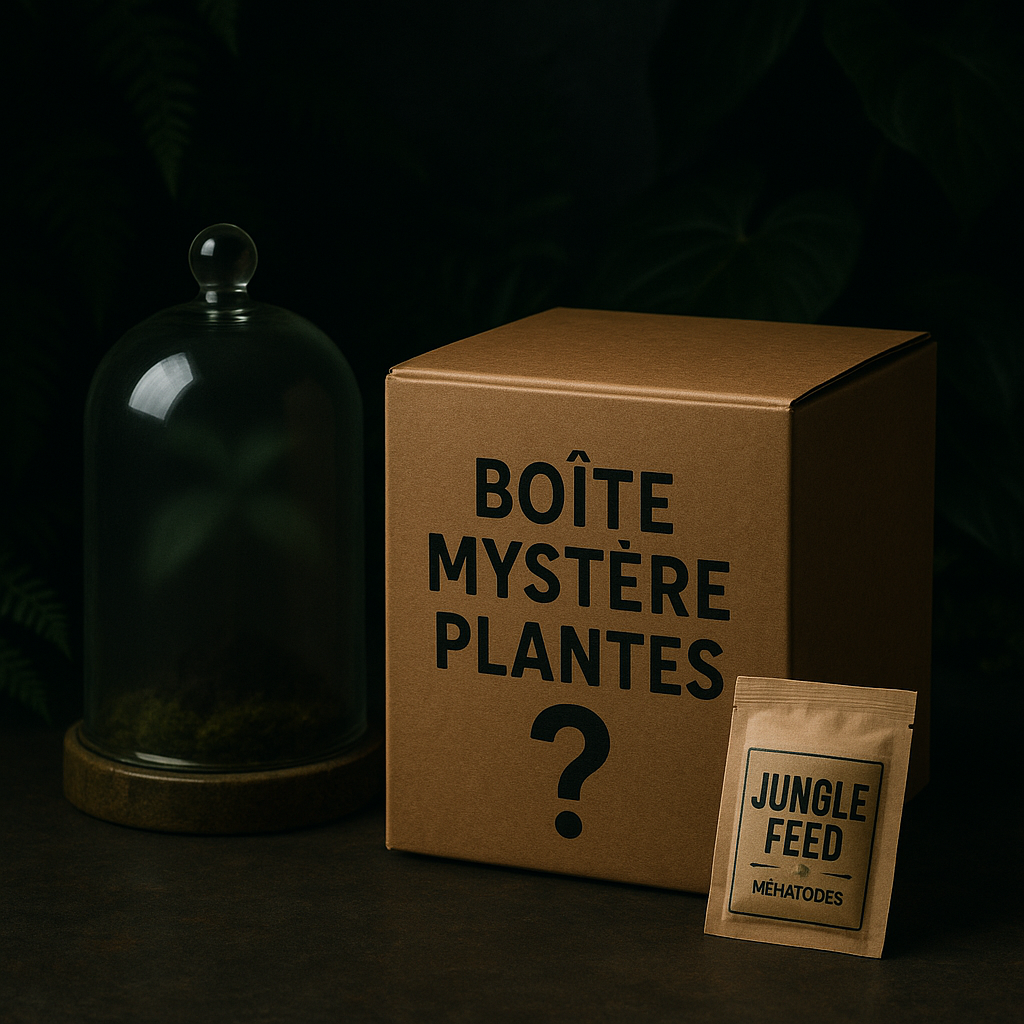Boite mystère plante rare JUNGLE FEED