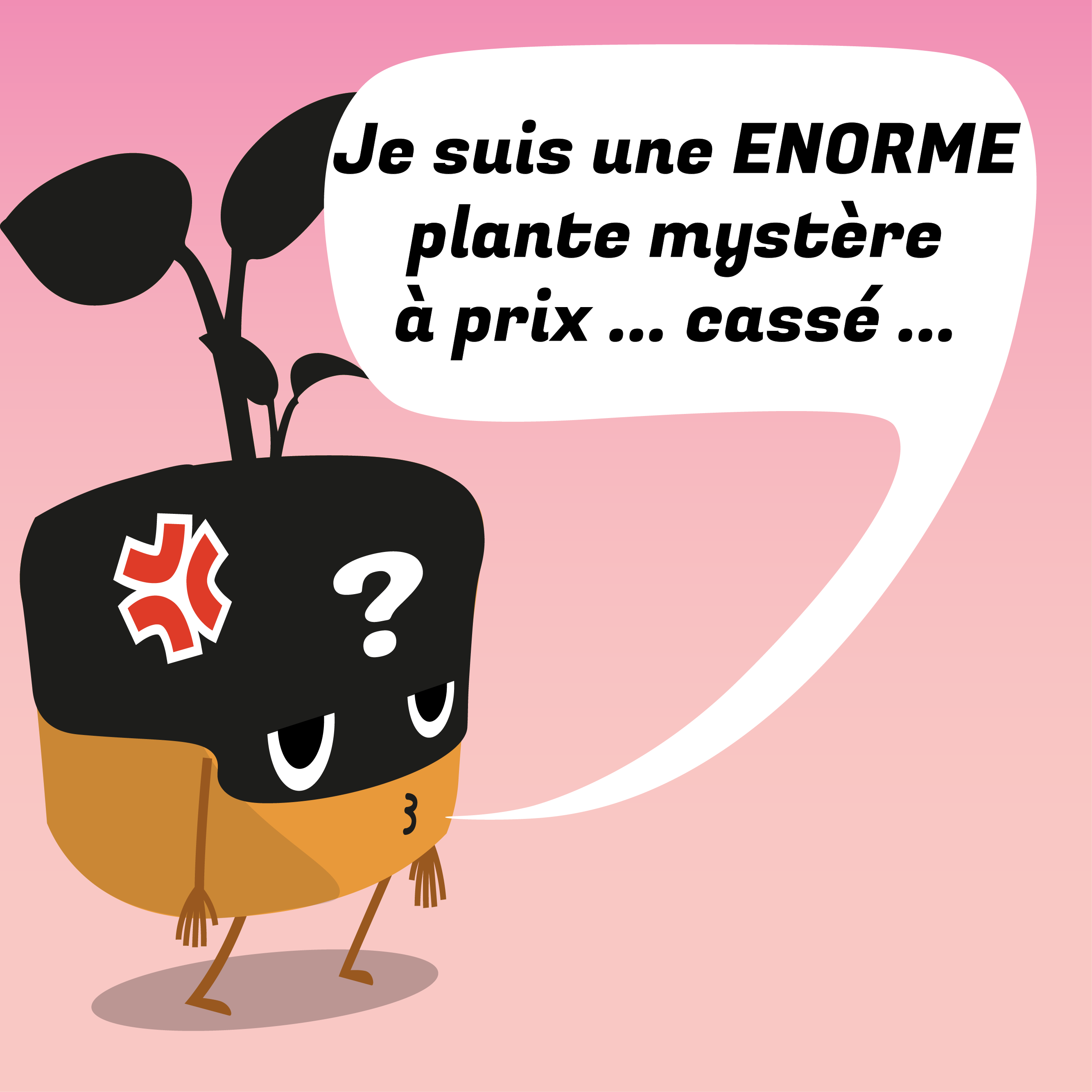 Plante mystère à prix cassé