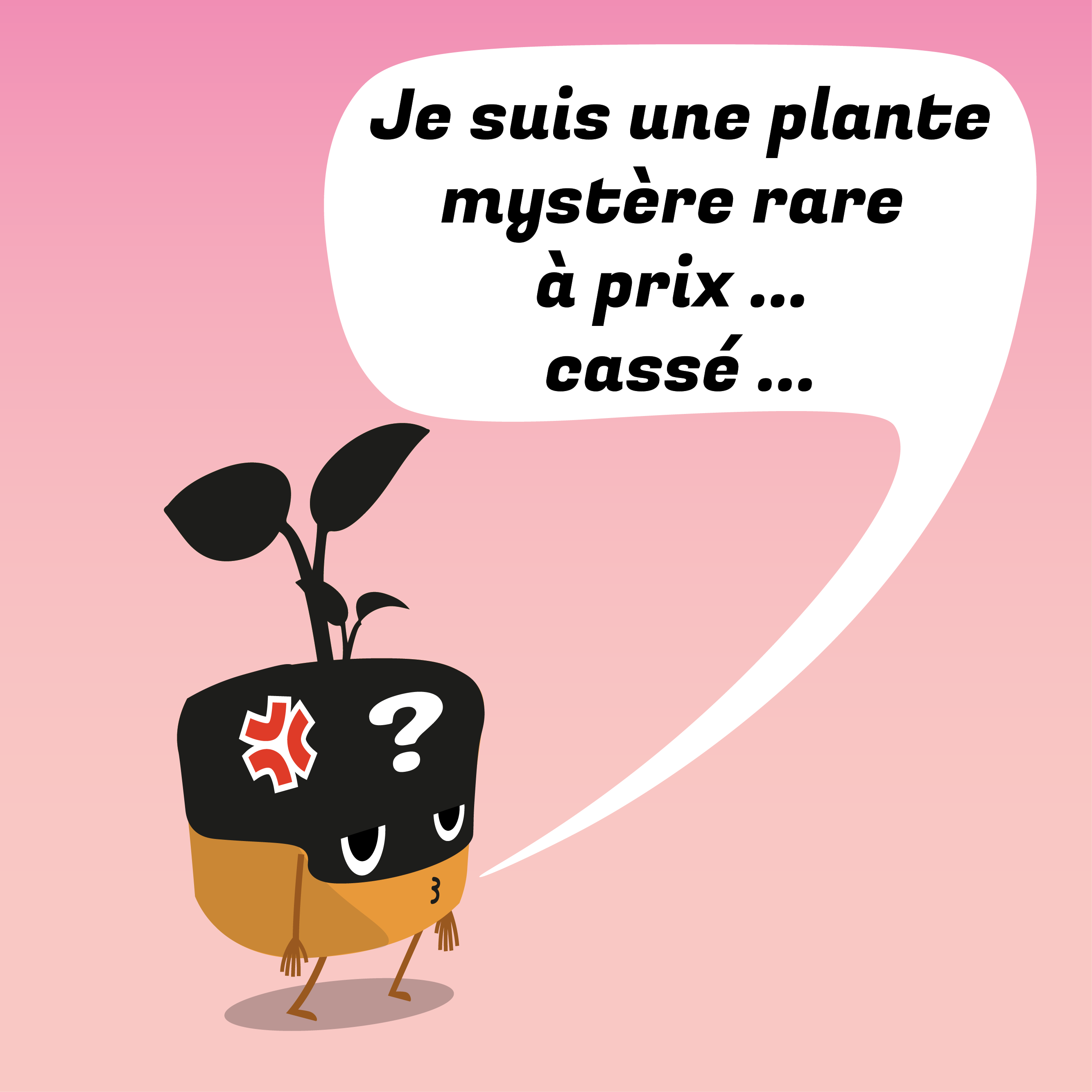 Plante mystère à prix cassé