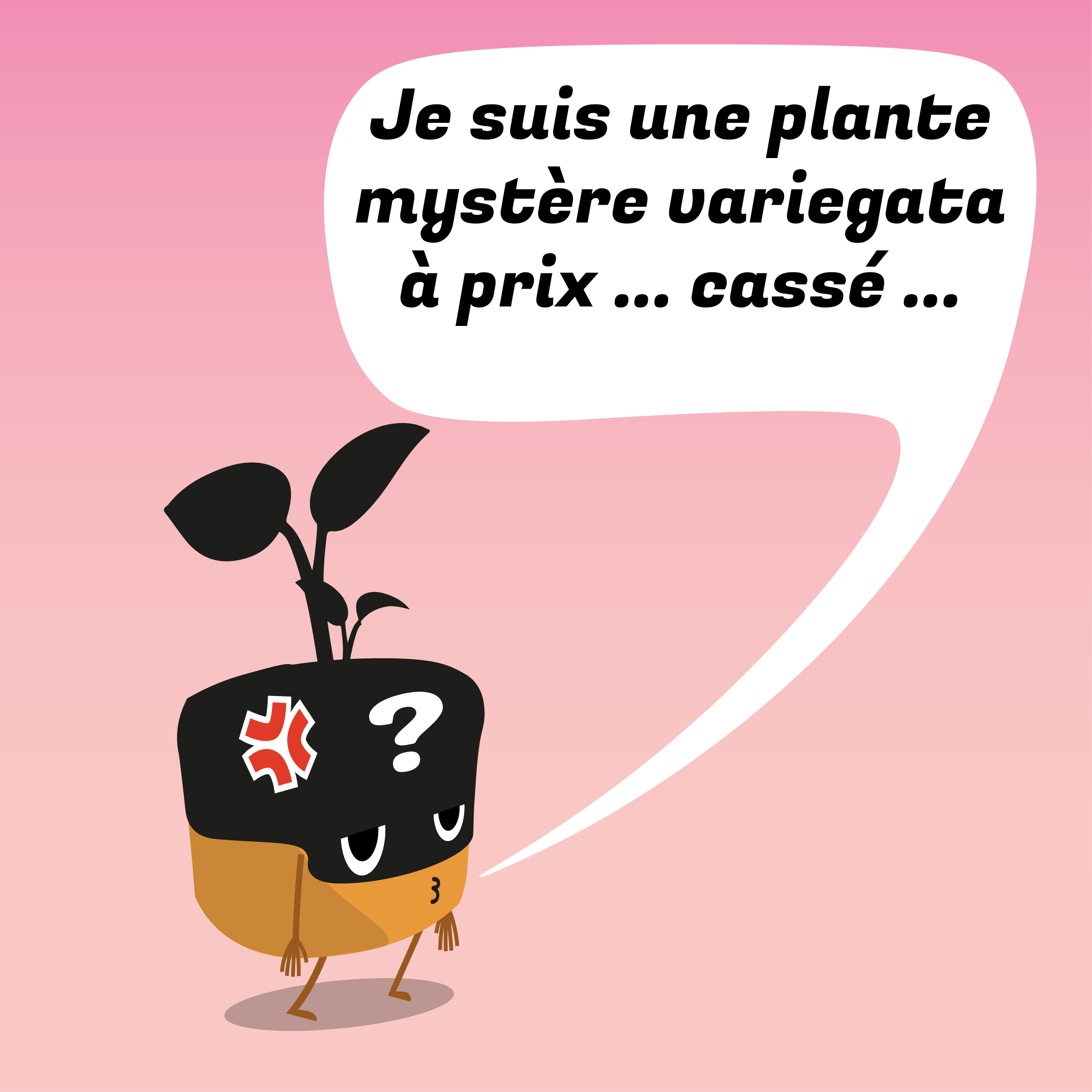 Plante mystère à prix cassé