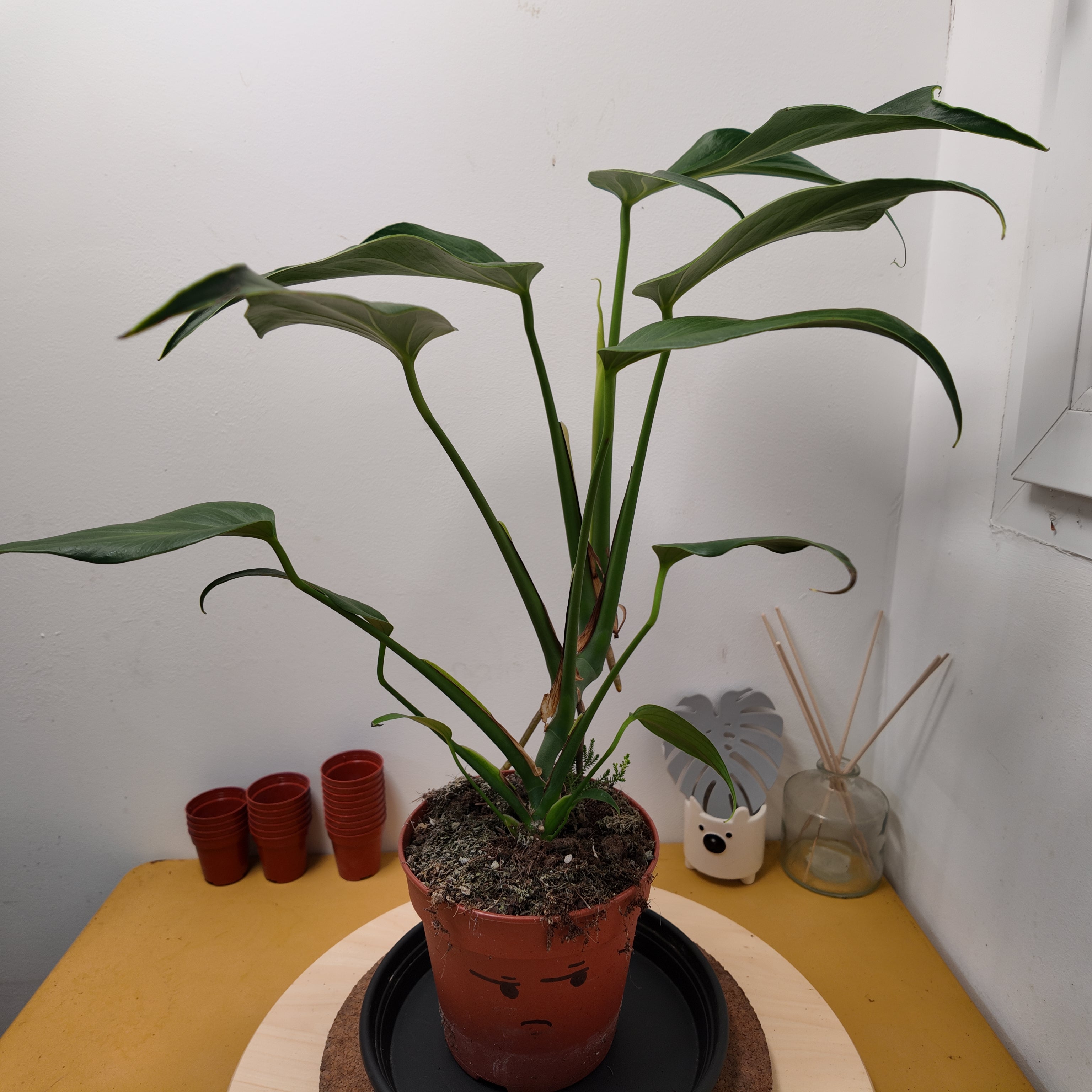Monstera brule marx flame