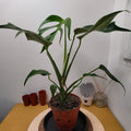 Monstera brule marx flame