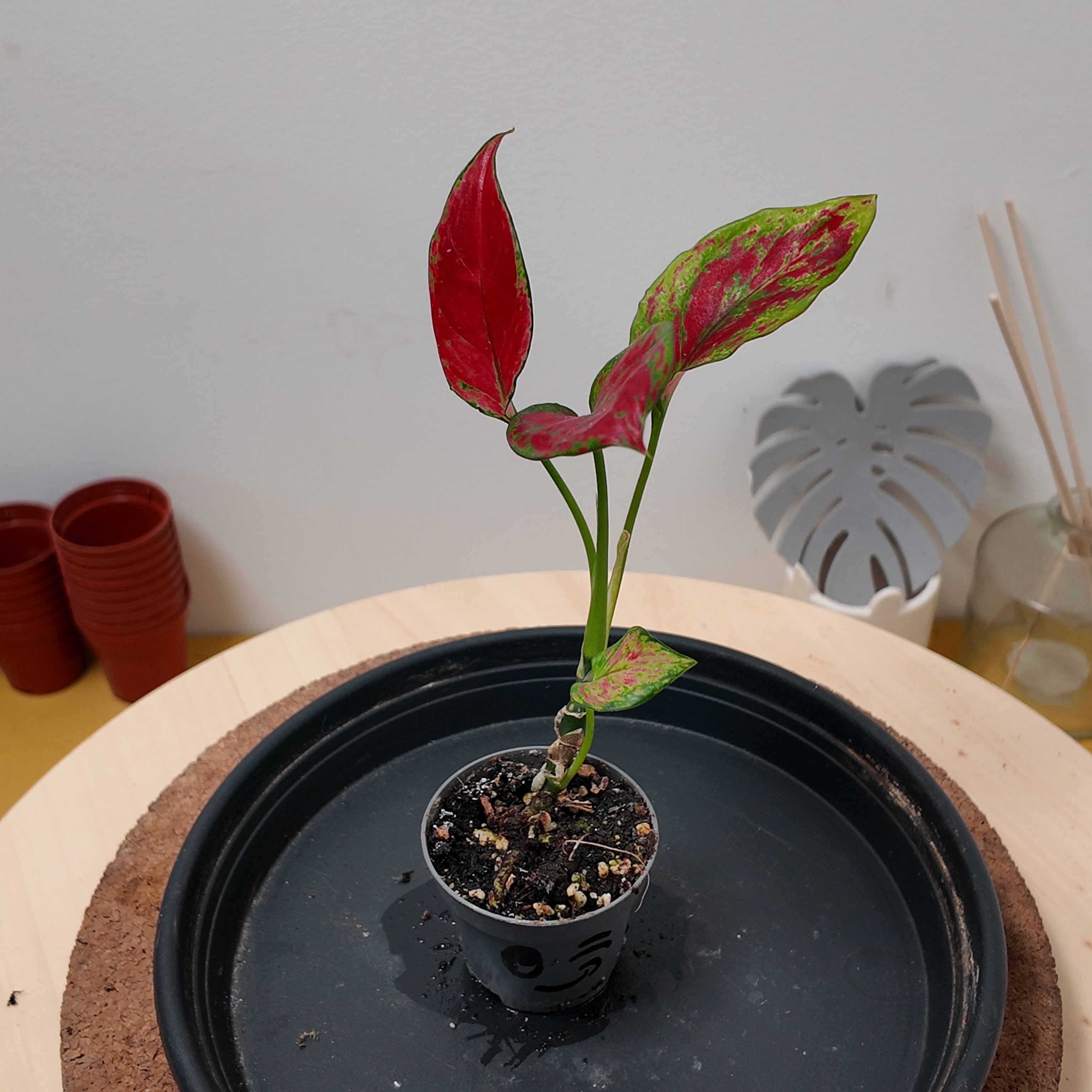 Aglaonema 'Red Zircon'
