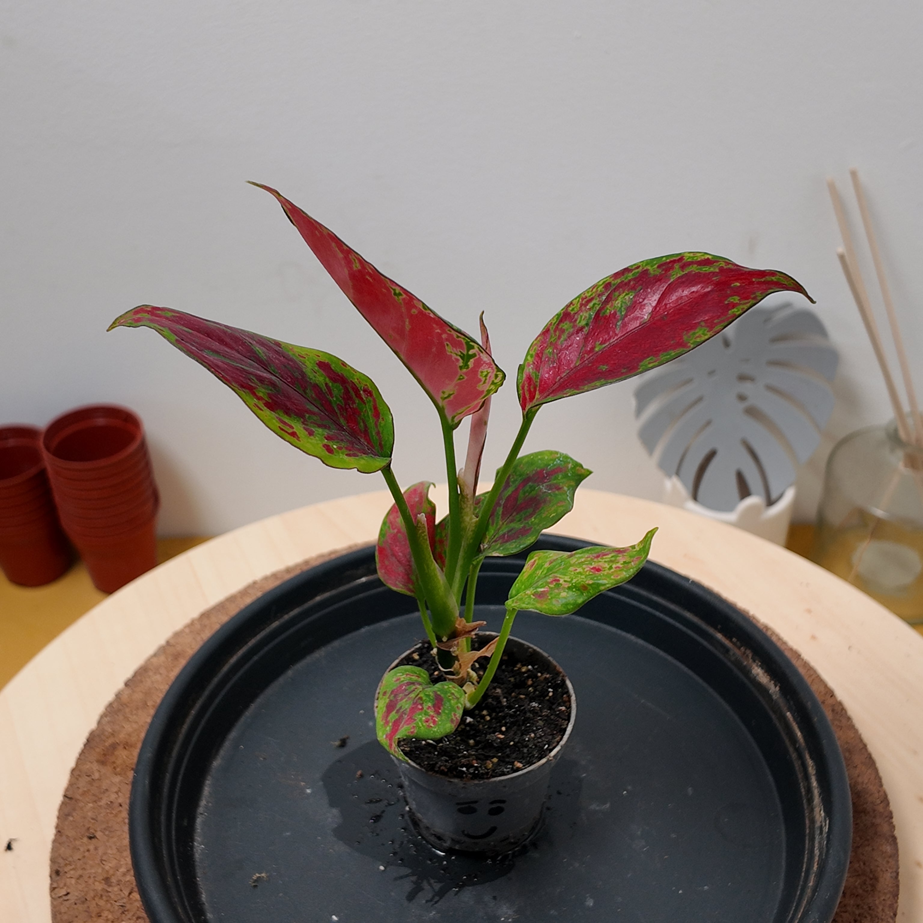 Aglaonema 'Red Zircon'