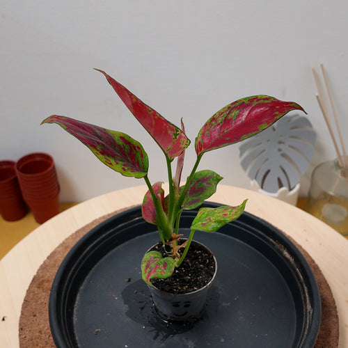Aglaonema 'Red Zircon'