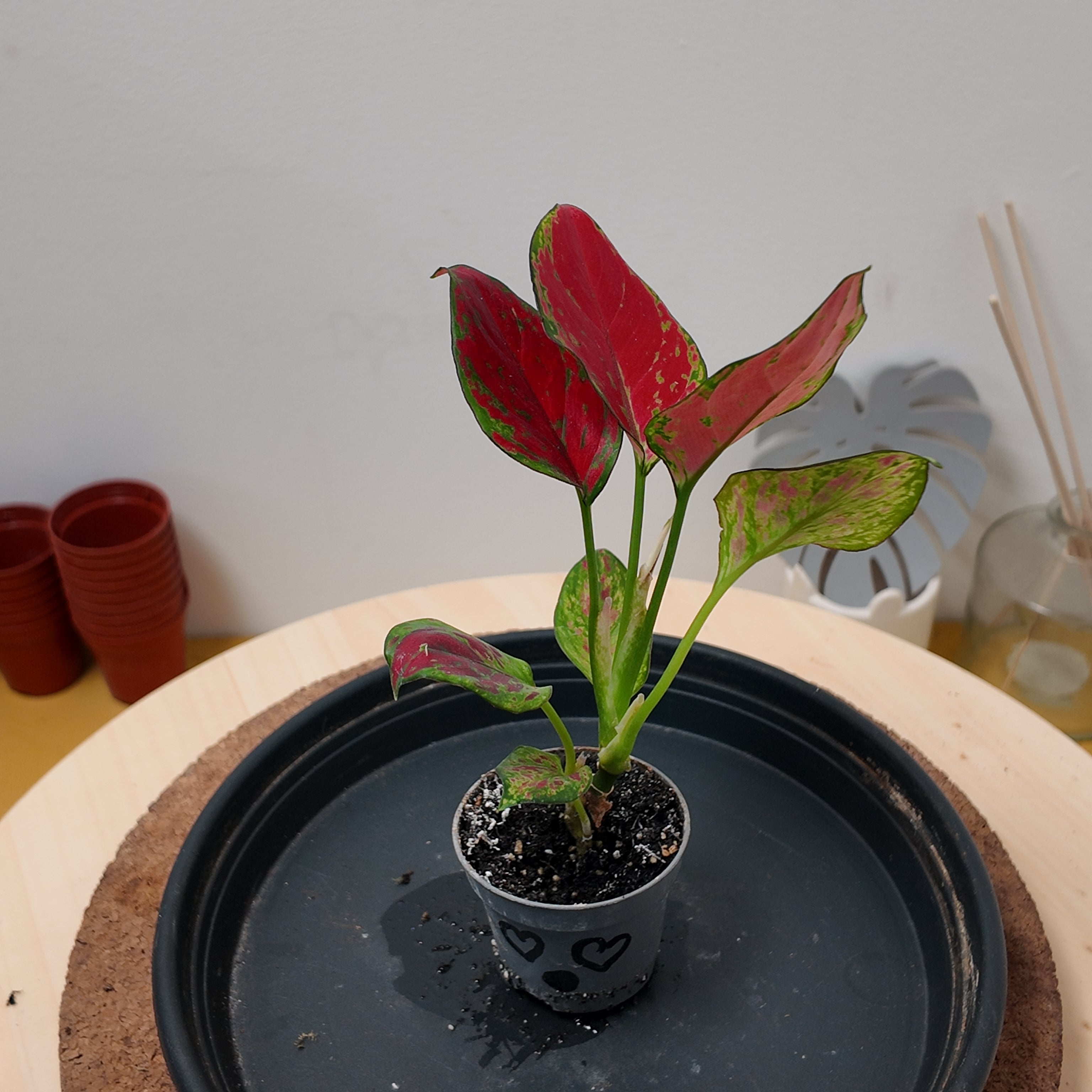 Aglaonema 'Red Zircon'
