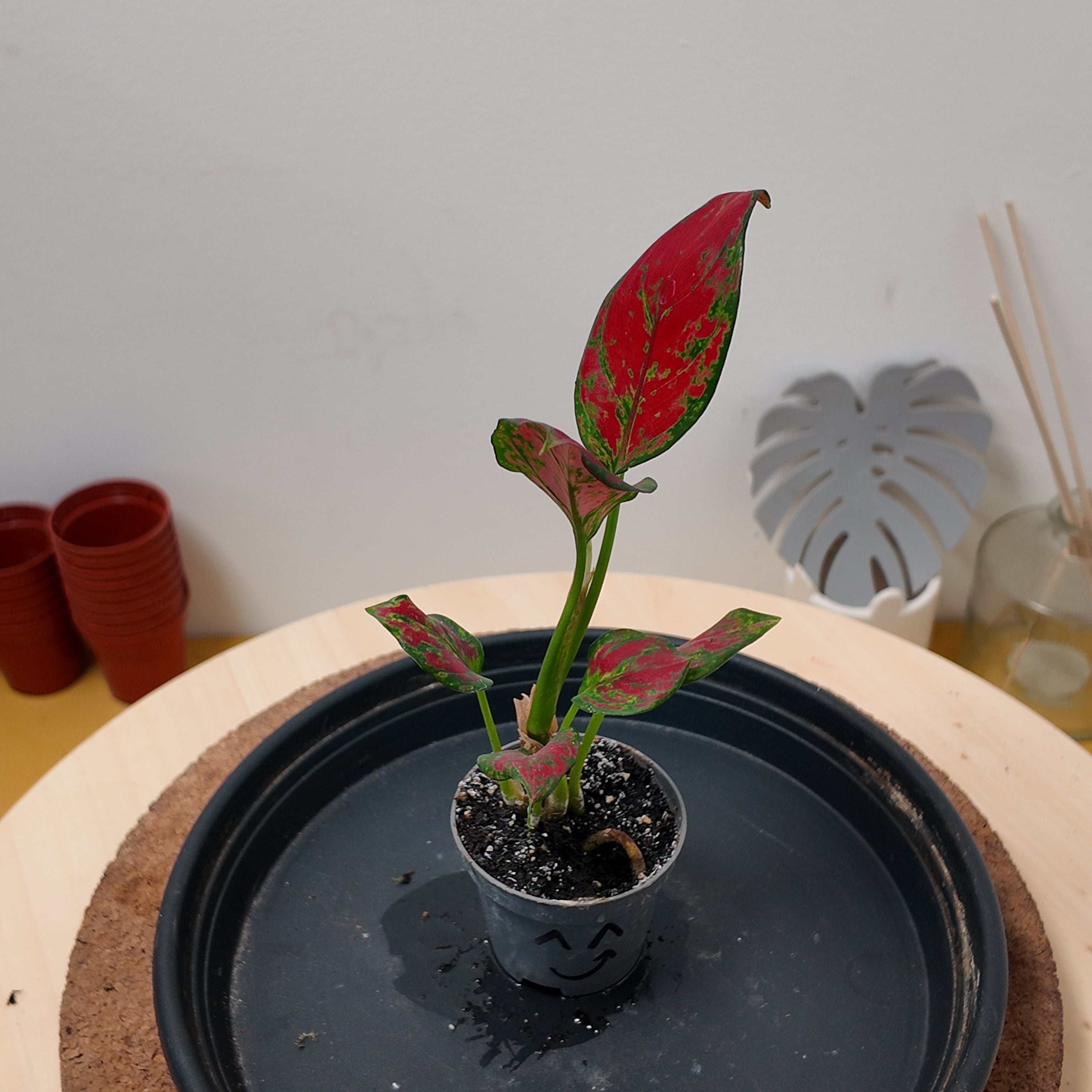 Aglaonema 'Red Zircon'