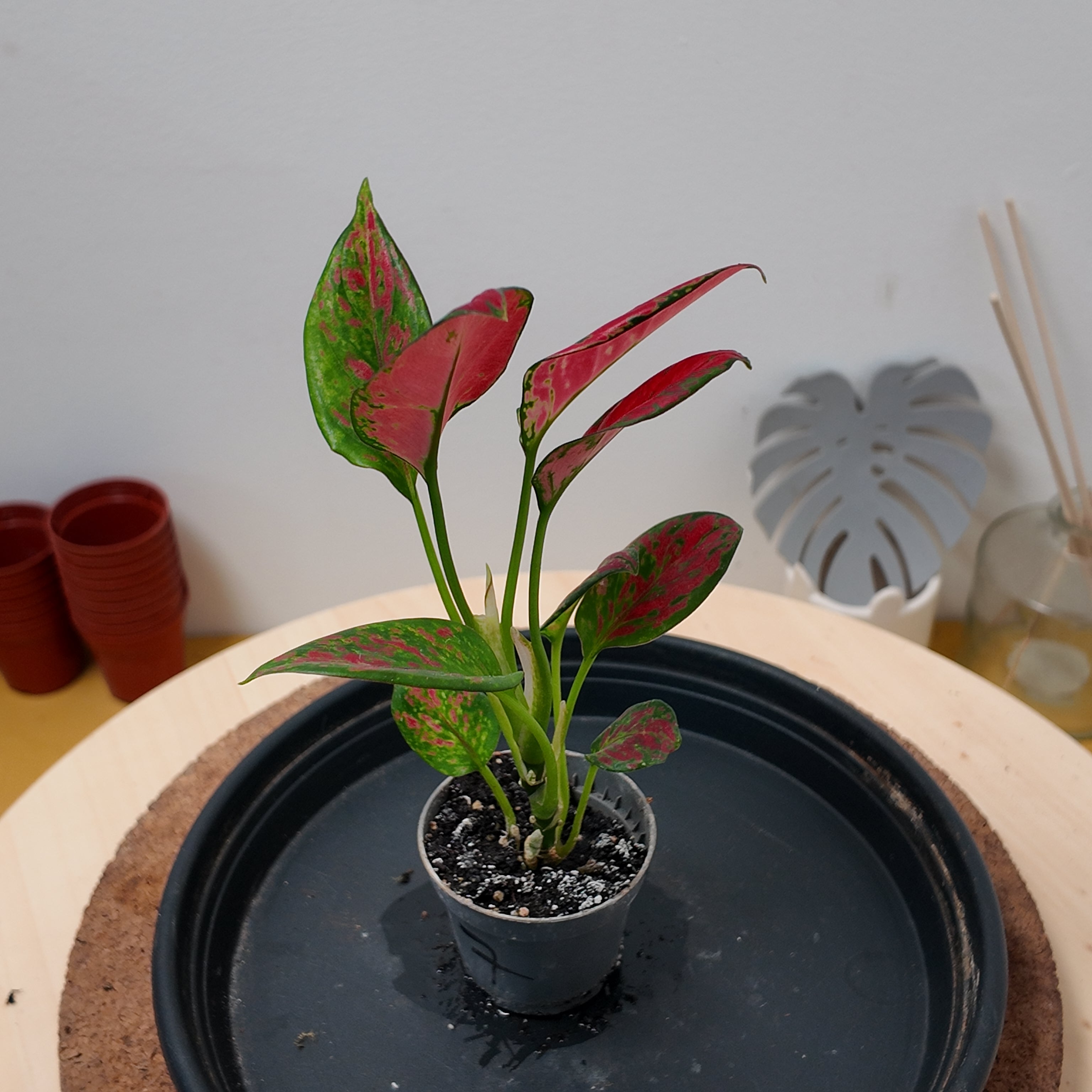 Aglaonema 'Red Zircon'
