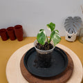 Monstera letcheriana variegata