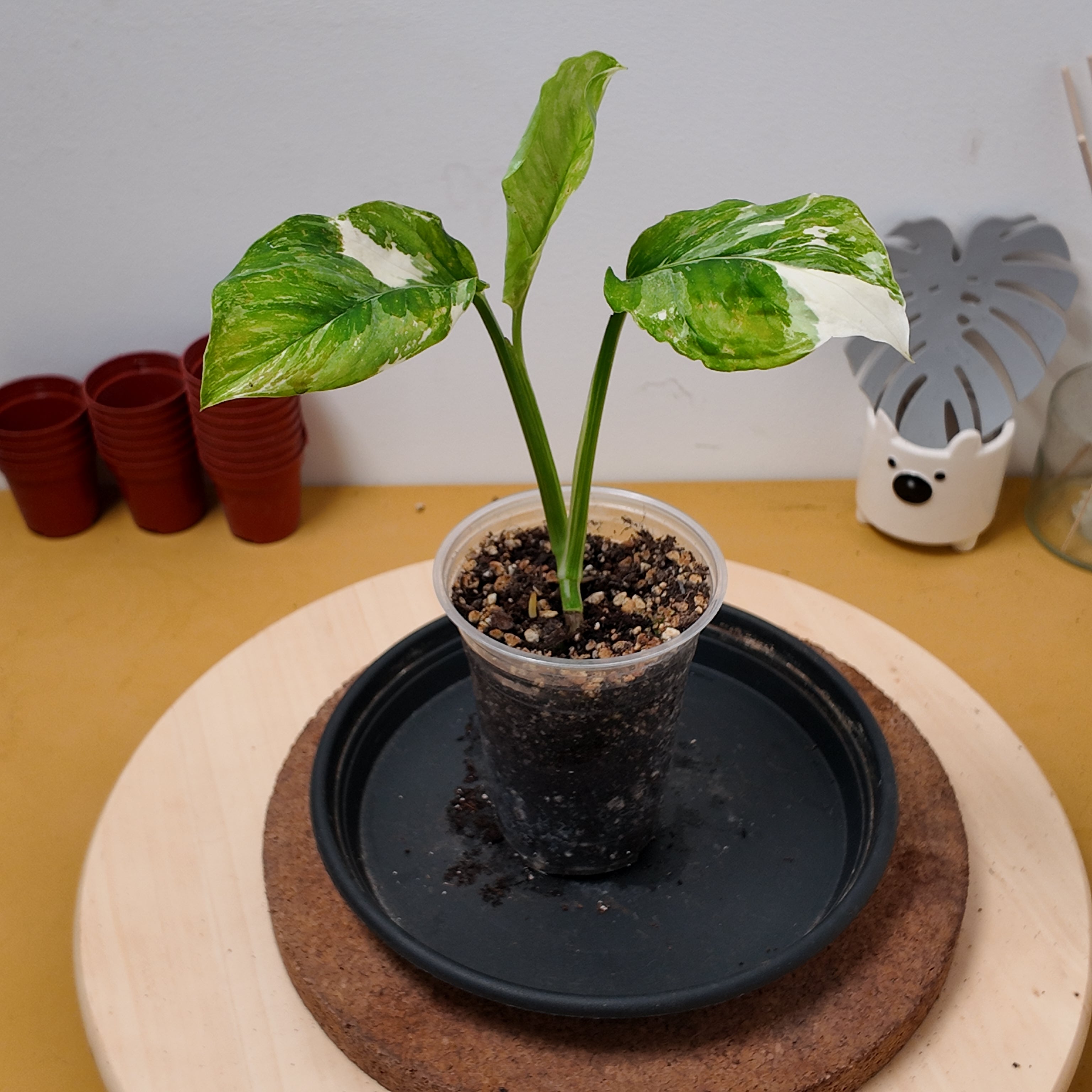 Monstera letcheriana variegata