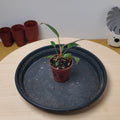 Philodendron florida bronze