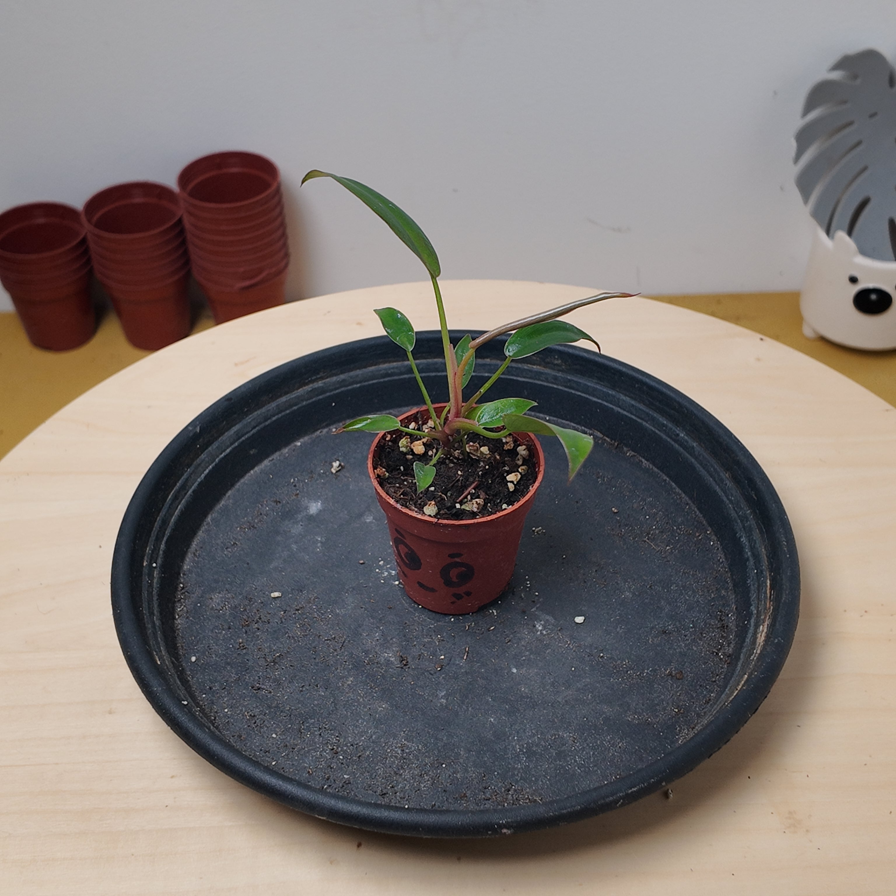 Philodendron florida bronze