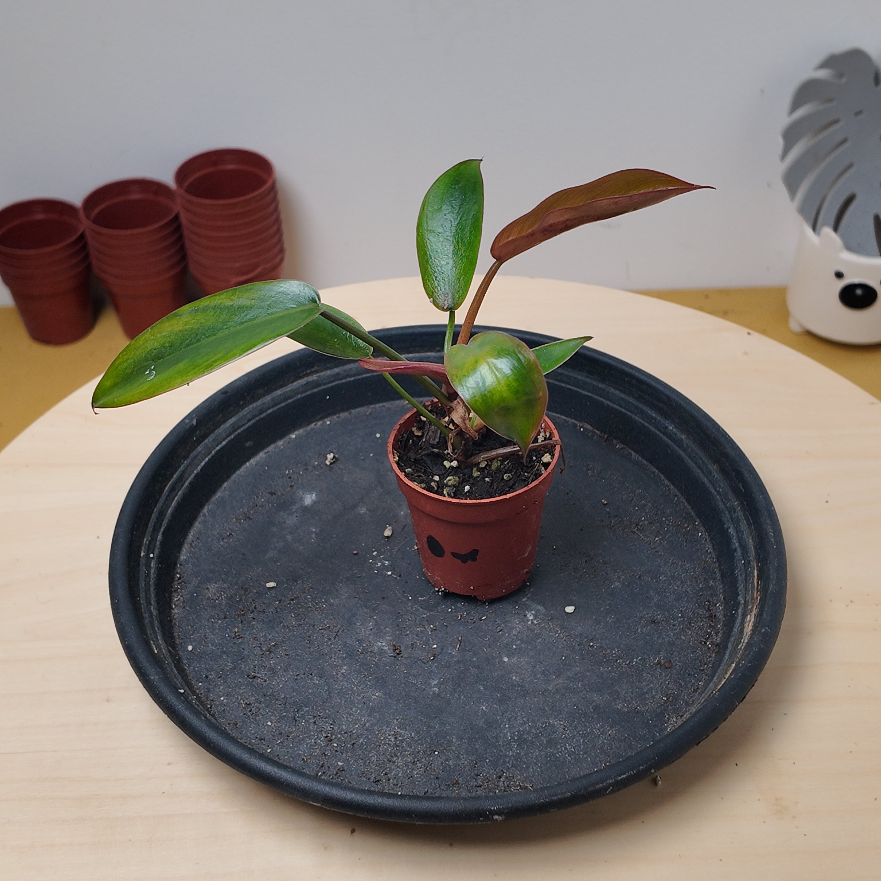 Philodendron florida bronze