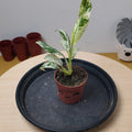 Rhaphidophora foraminifera 'Variegata'