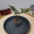 Syngonium ‘Maria’