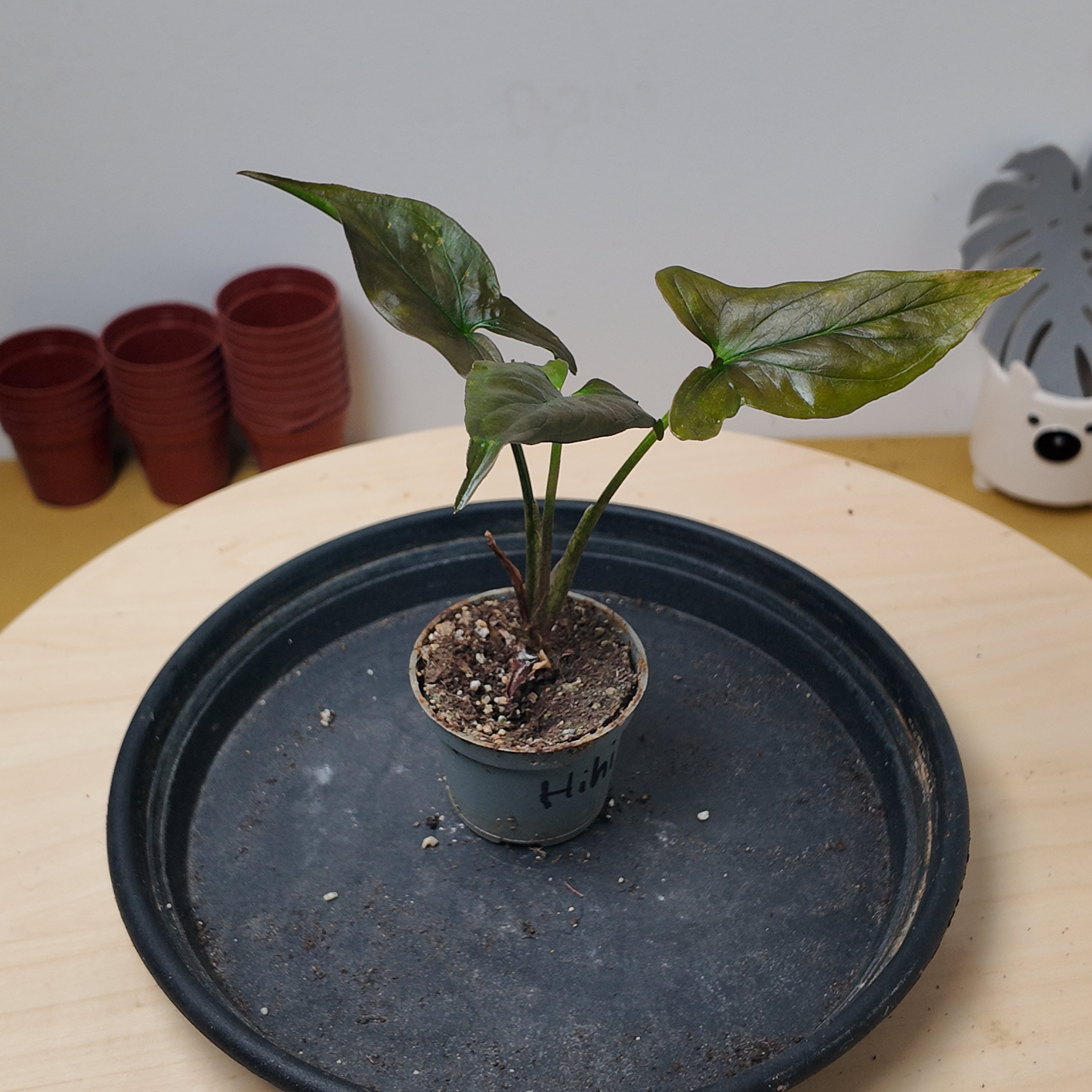Syngonium ‘Maria’