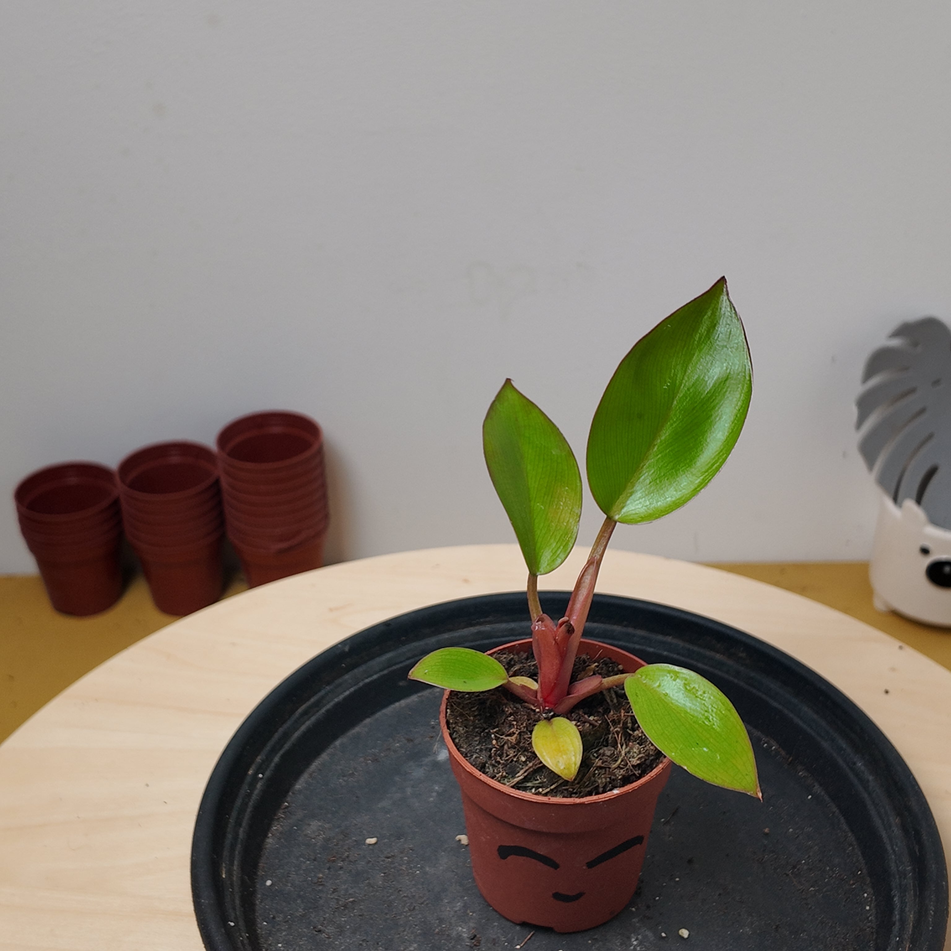 Philodendron mars