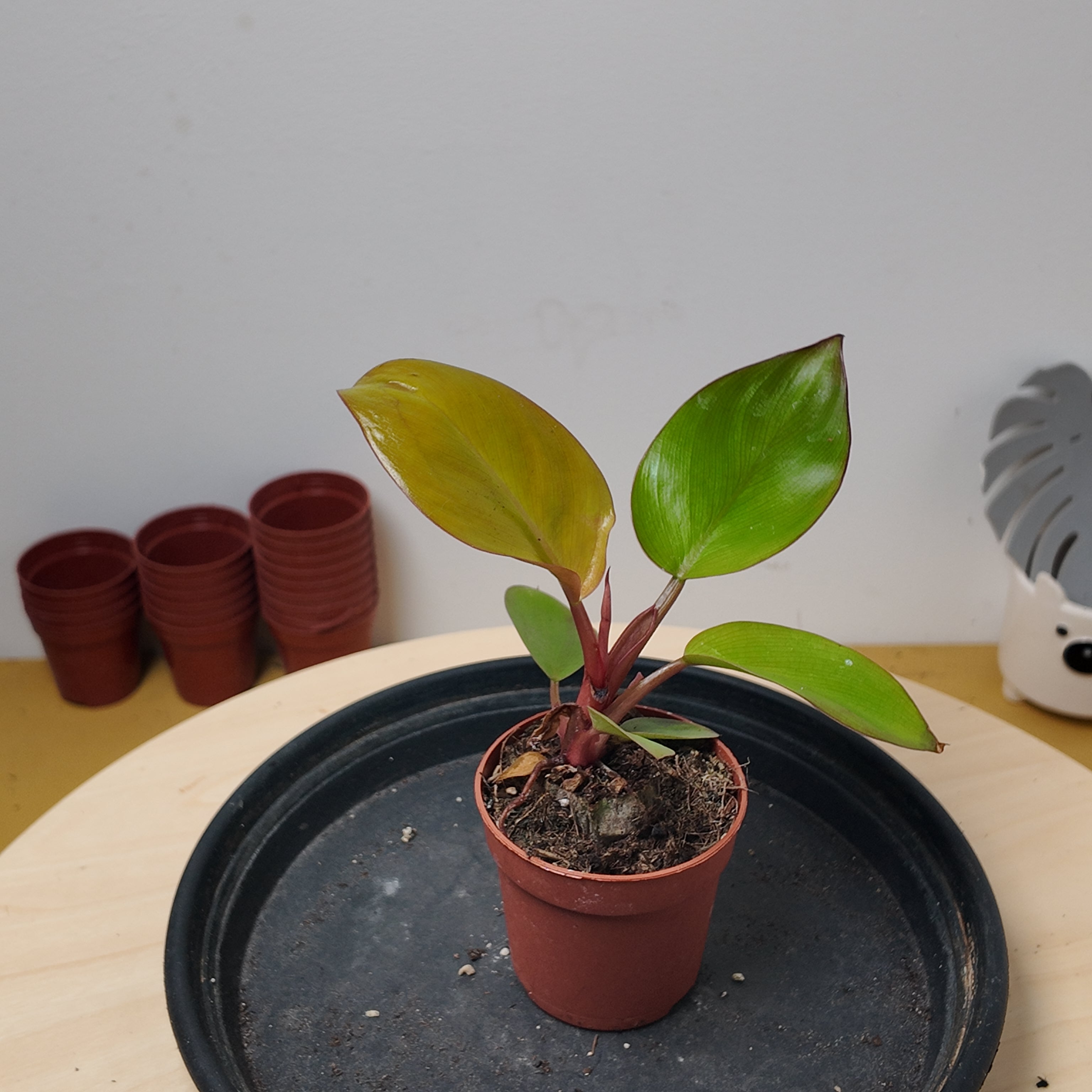 Philodendron mars