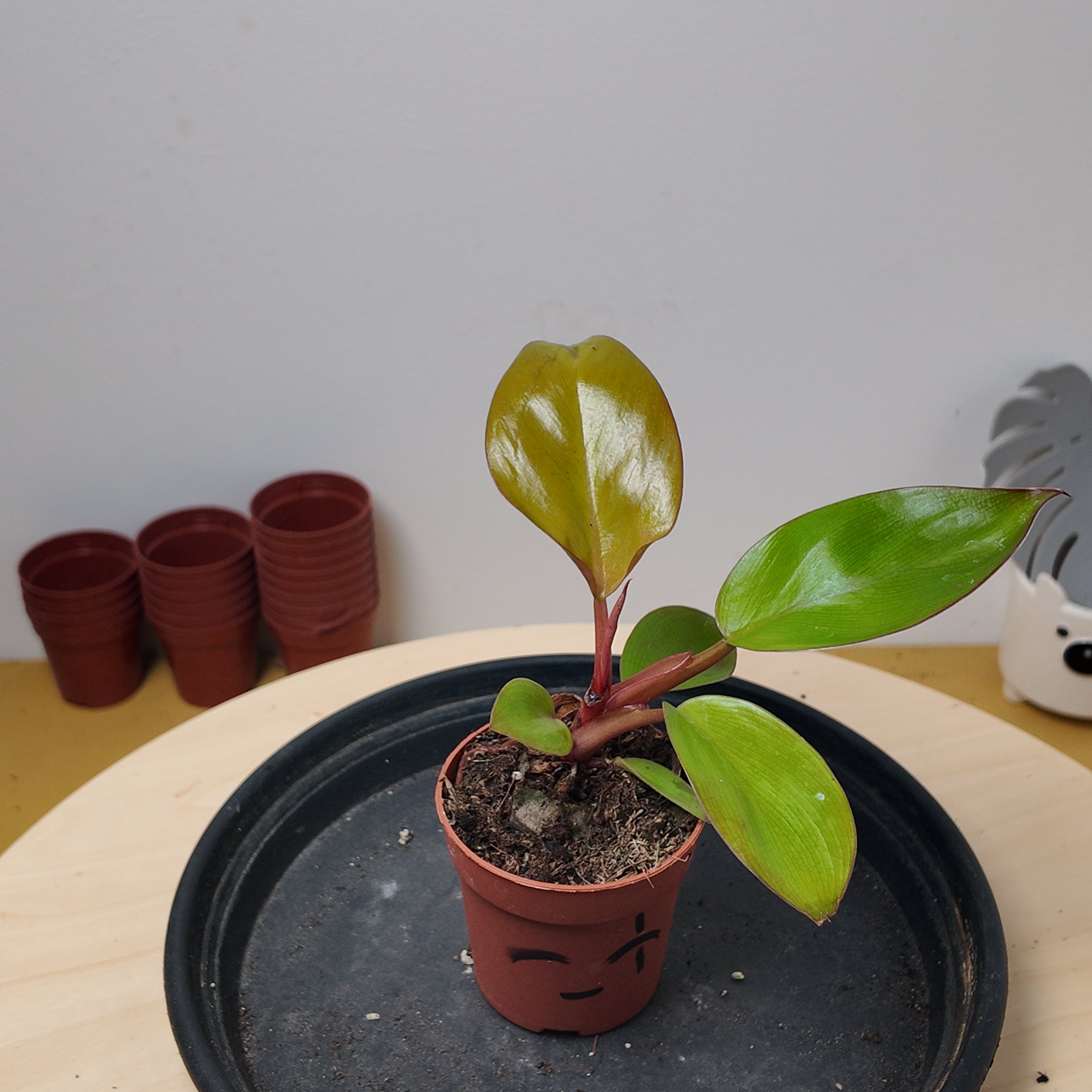 Philodendron mars