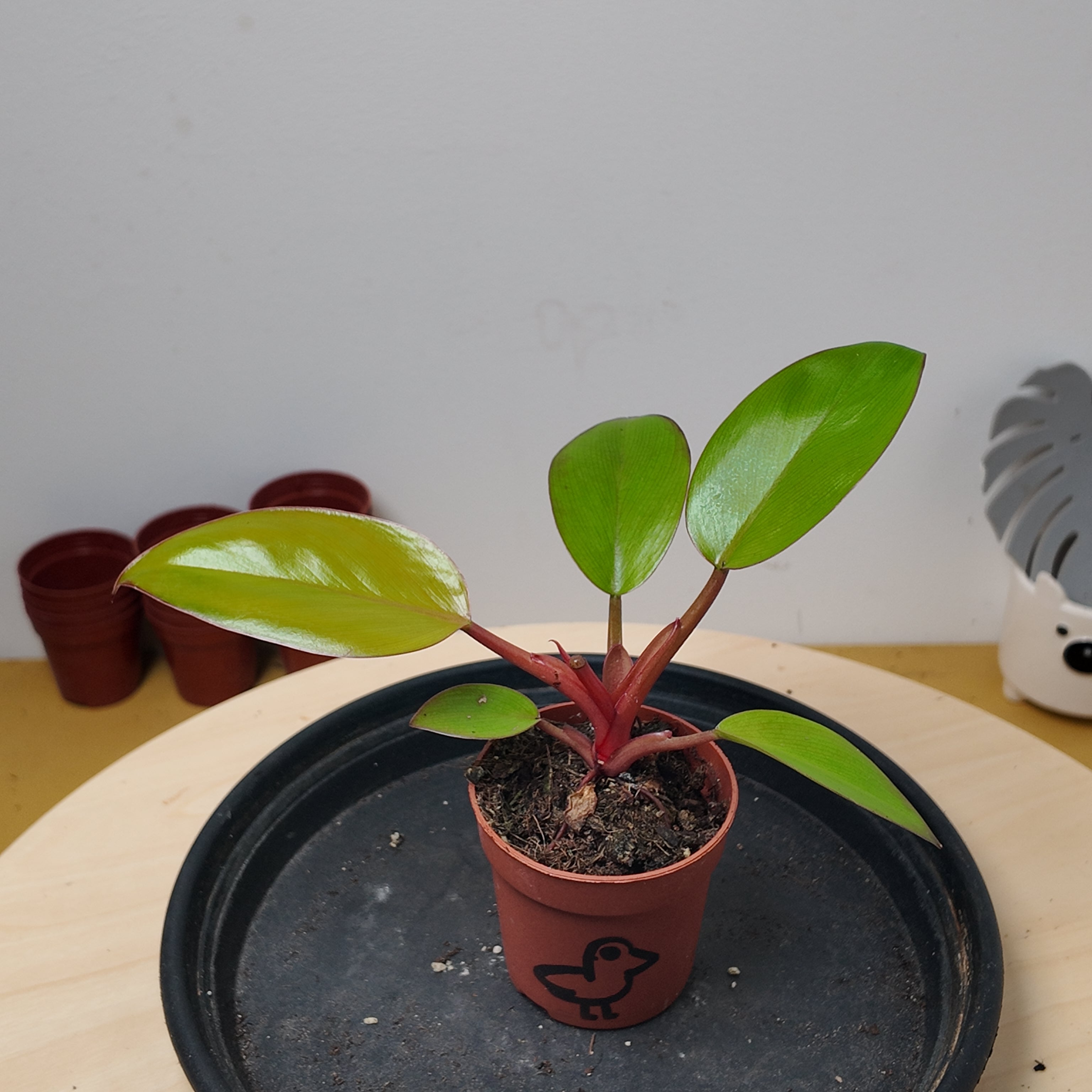 Philodendron mars