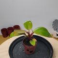 Philodendron mars