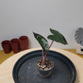 Alocasia 'Yucatan Princess'