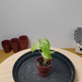 Alocasia macrorrhiza splash