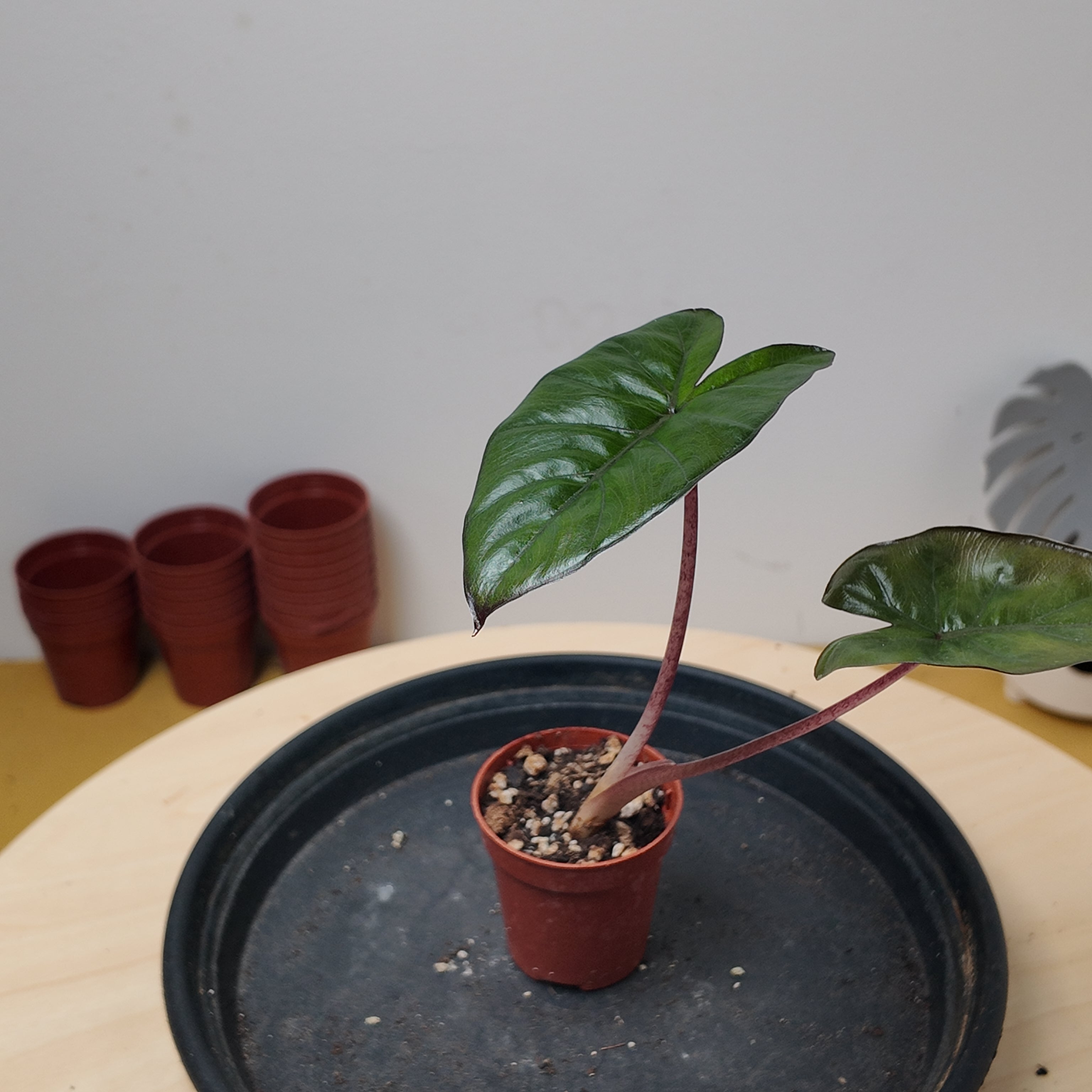 Alocasia 'Yucatan Princess'