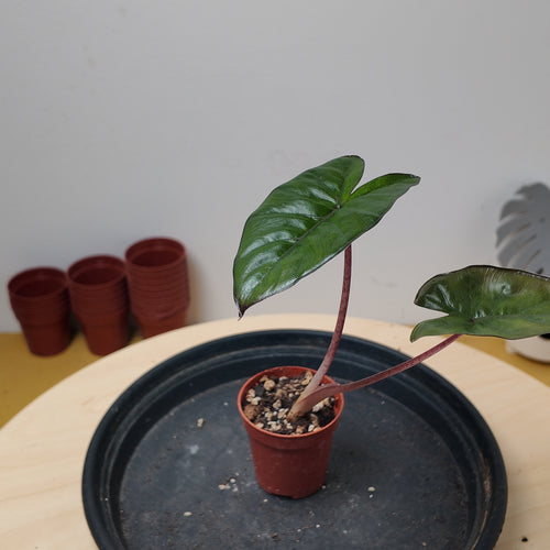 Alocasia 'Yucatan Princess'