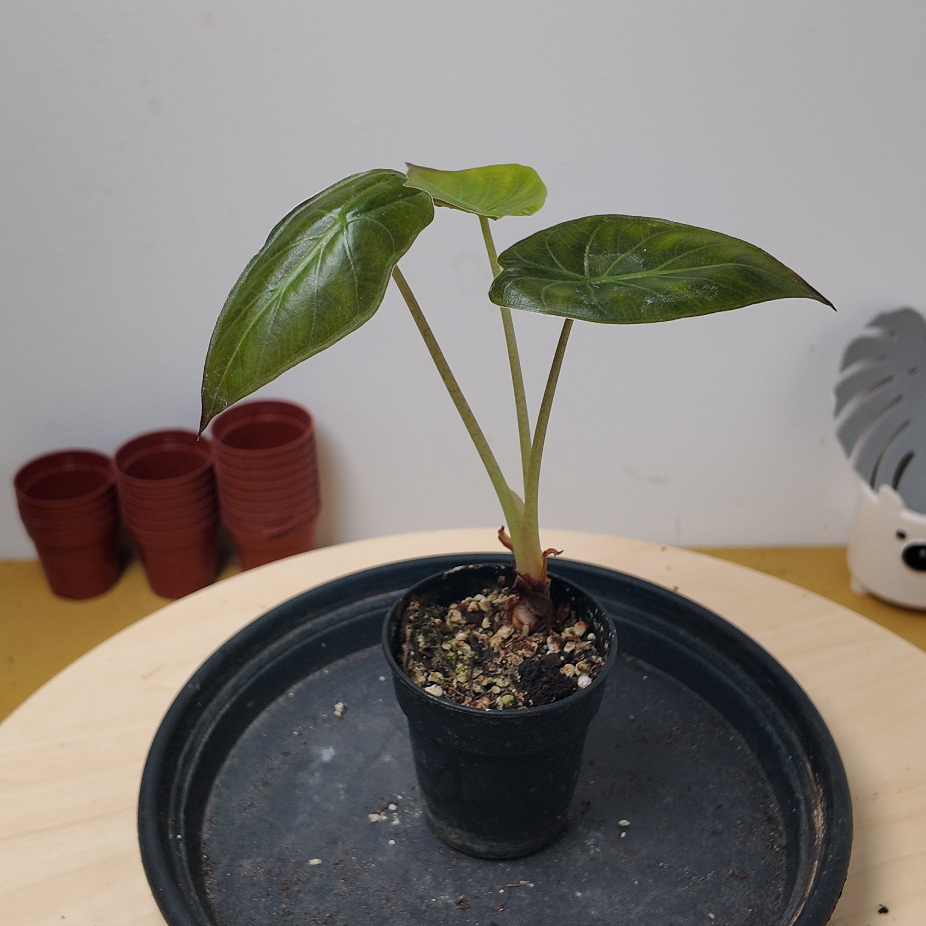 Alocasia regal shield