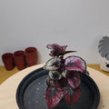 Begonia MAGIC COLOURS RED KISS