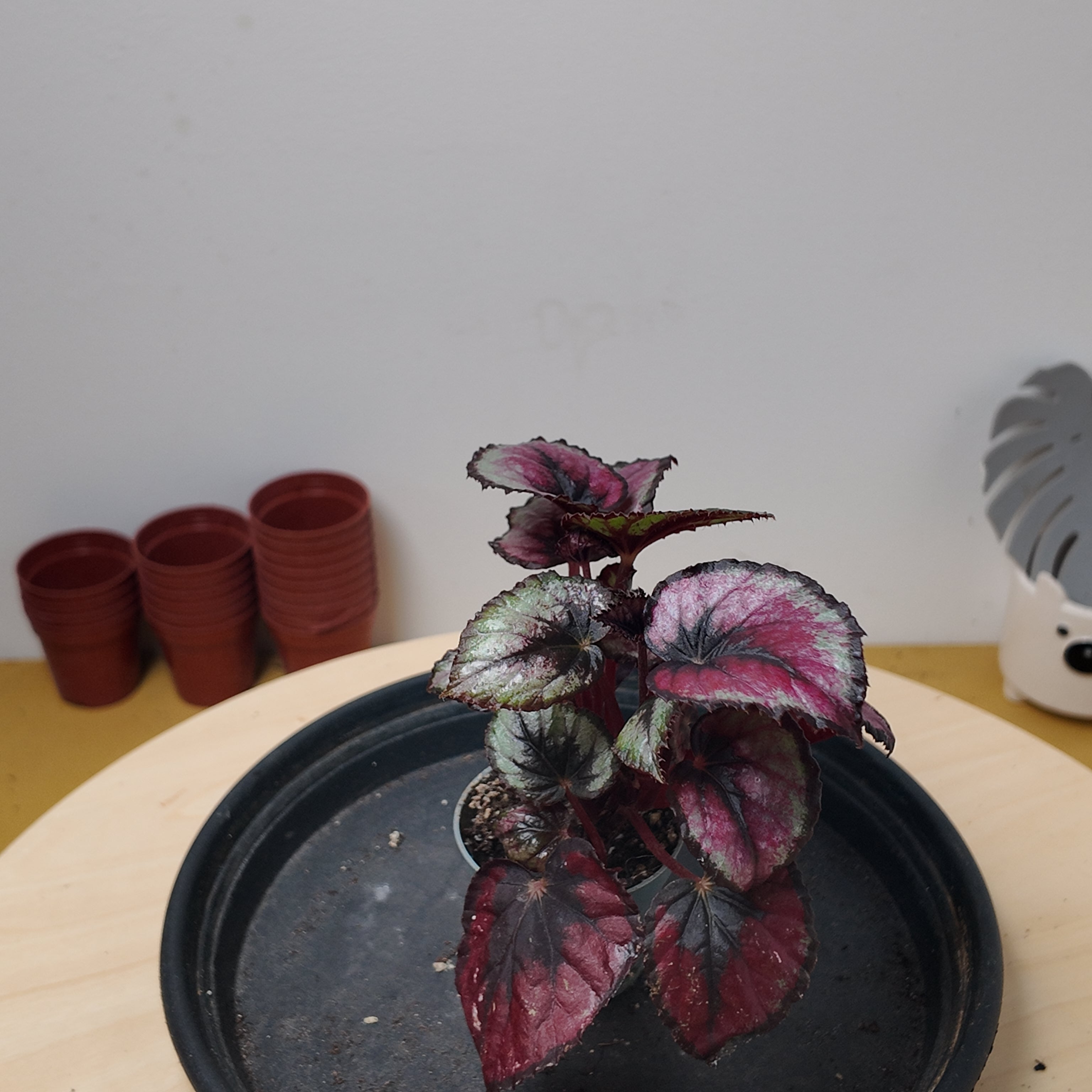 Begonia MAGIC COLOURS RED KISS