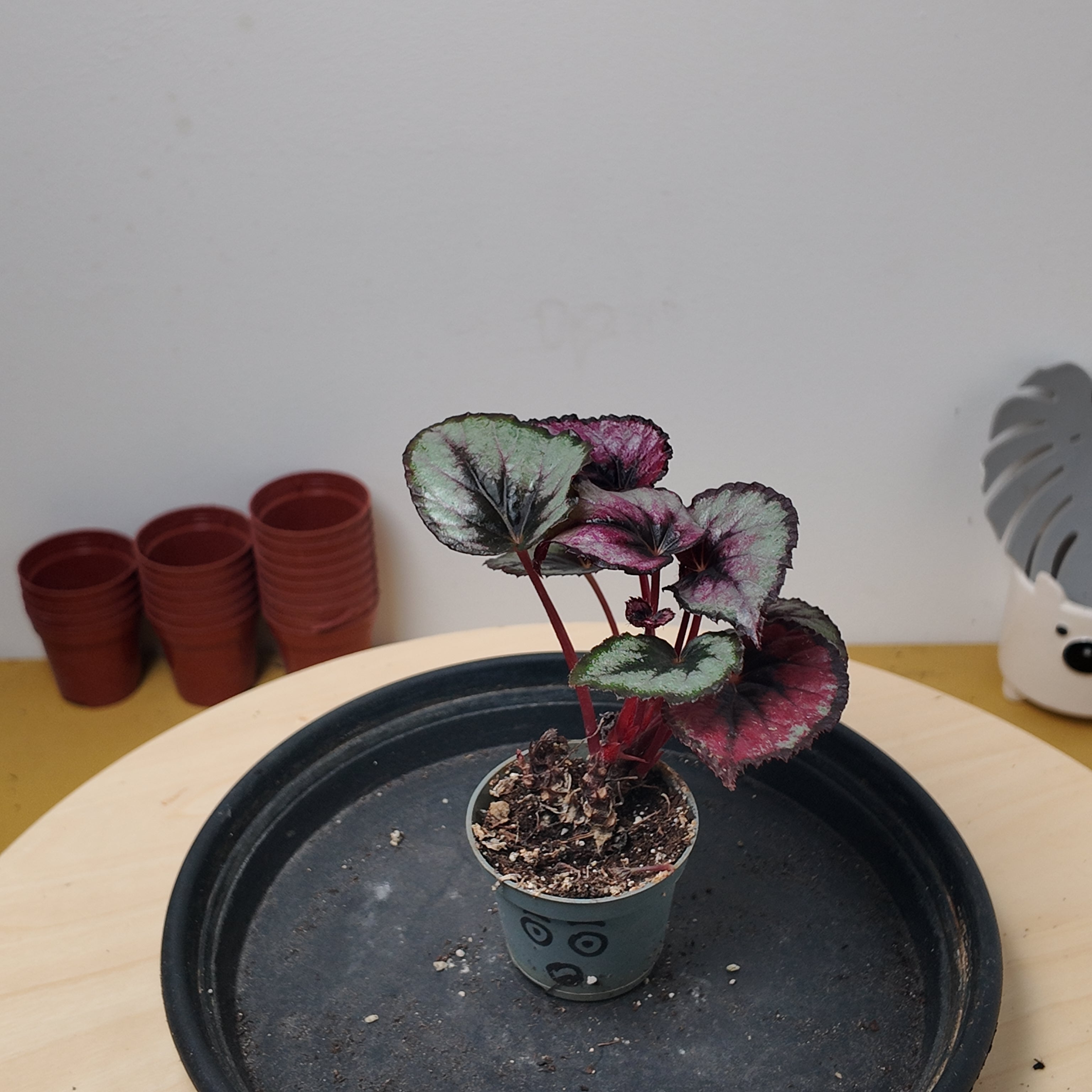 Begonia MAGIC COLOURS RED KISS