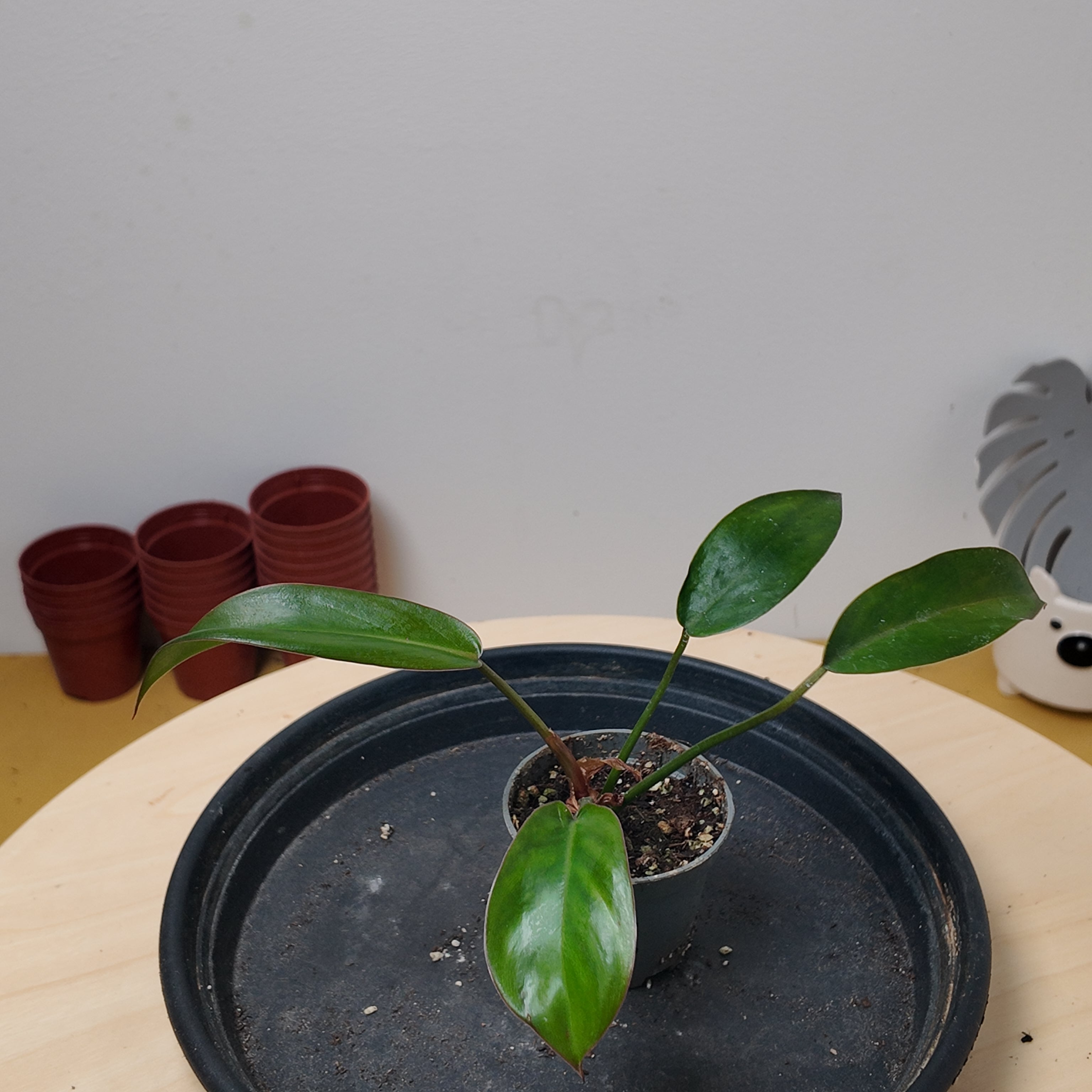 Philodendron florida bronze