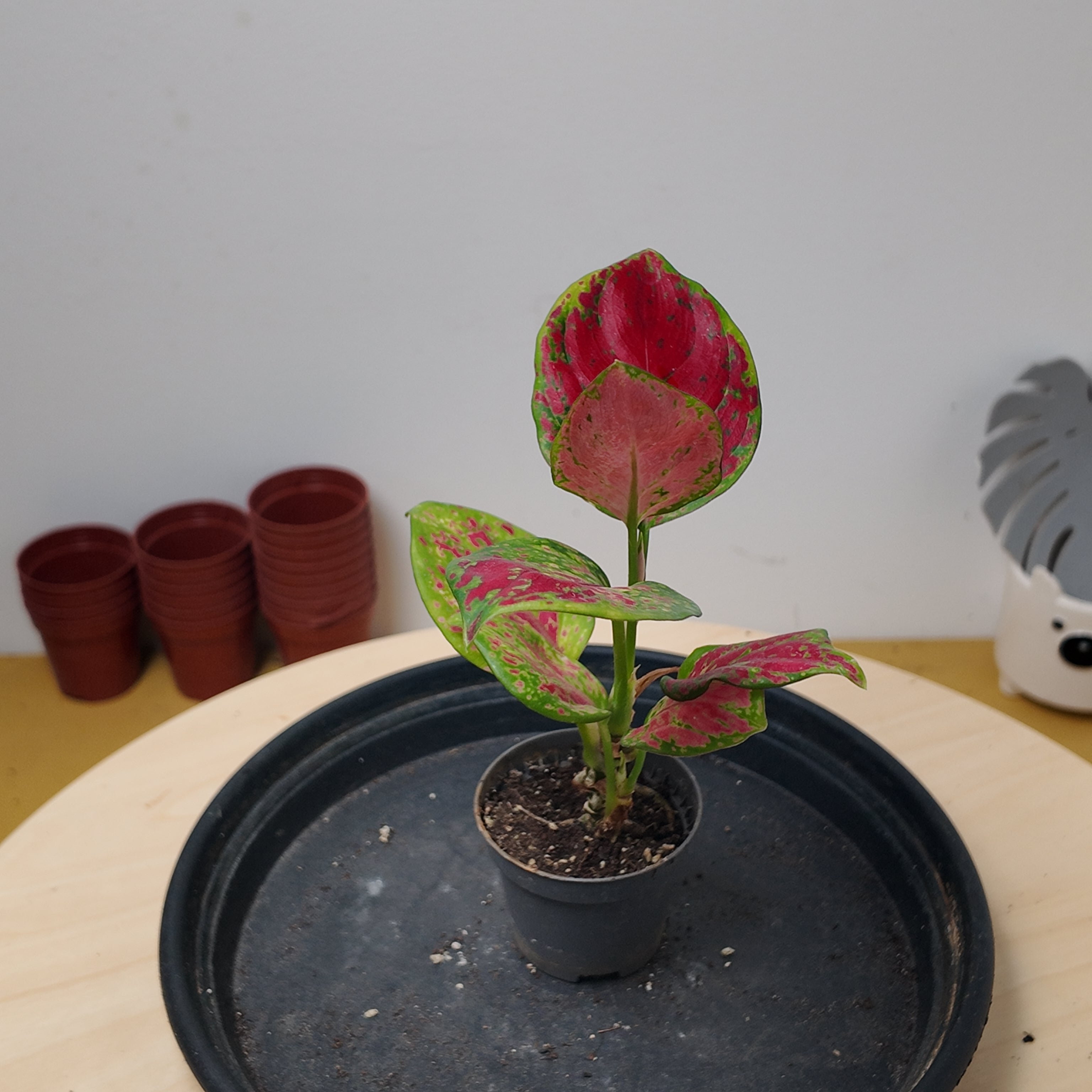 Aglaonema 'Red Zircon'