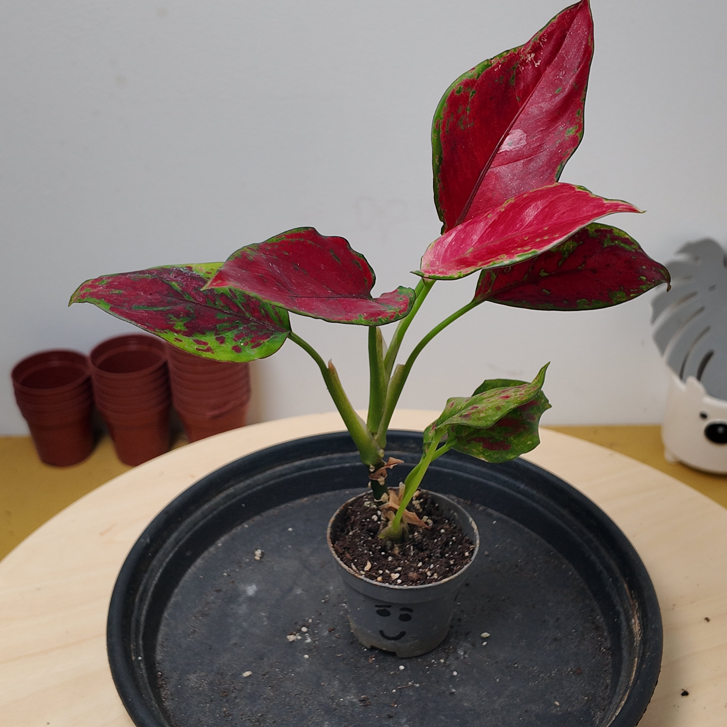 Aglaonema 'Red Zircon'