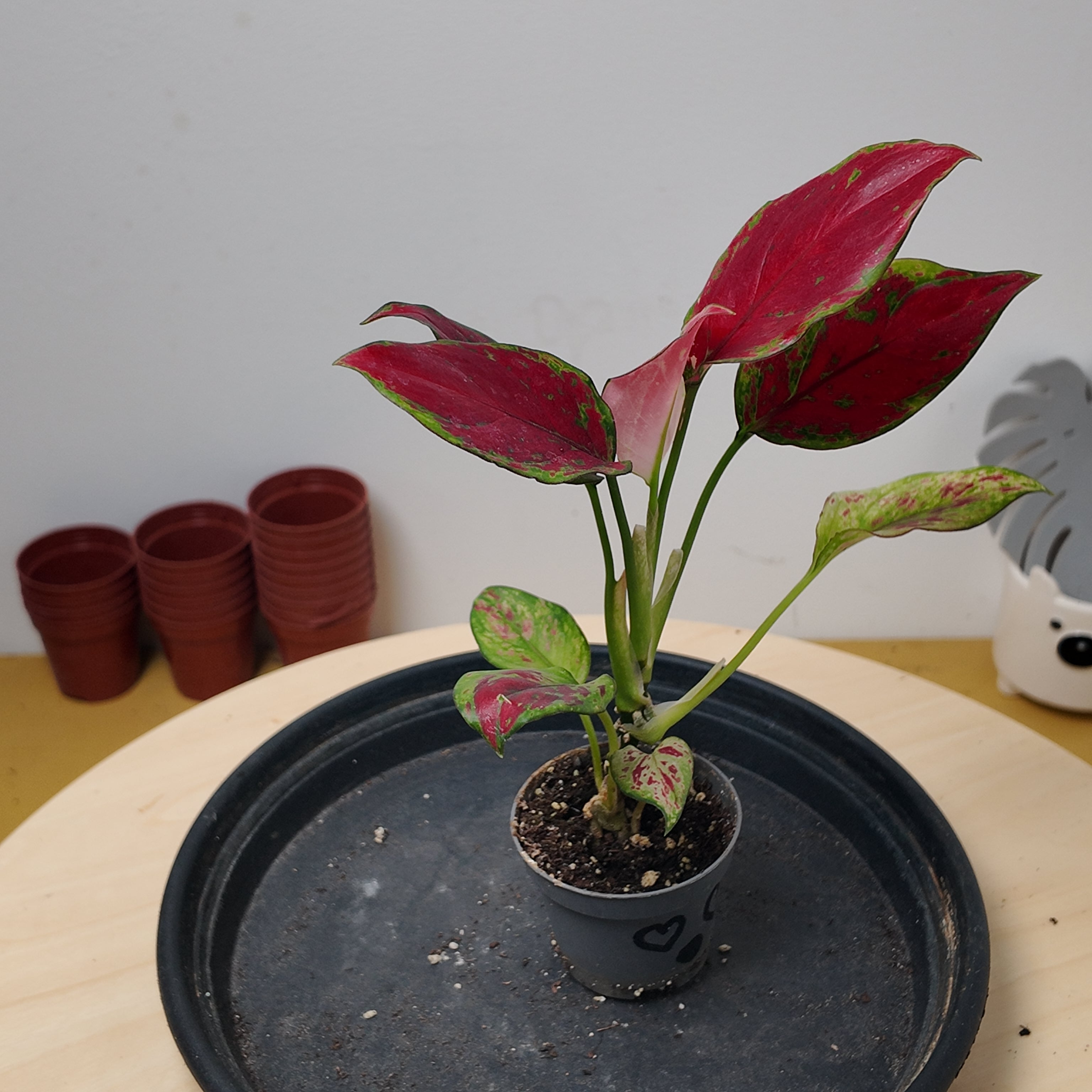 Aglaonema 'Red Zircon'