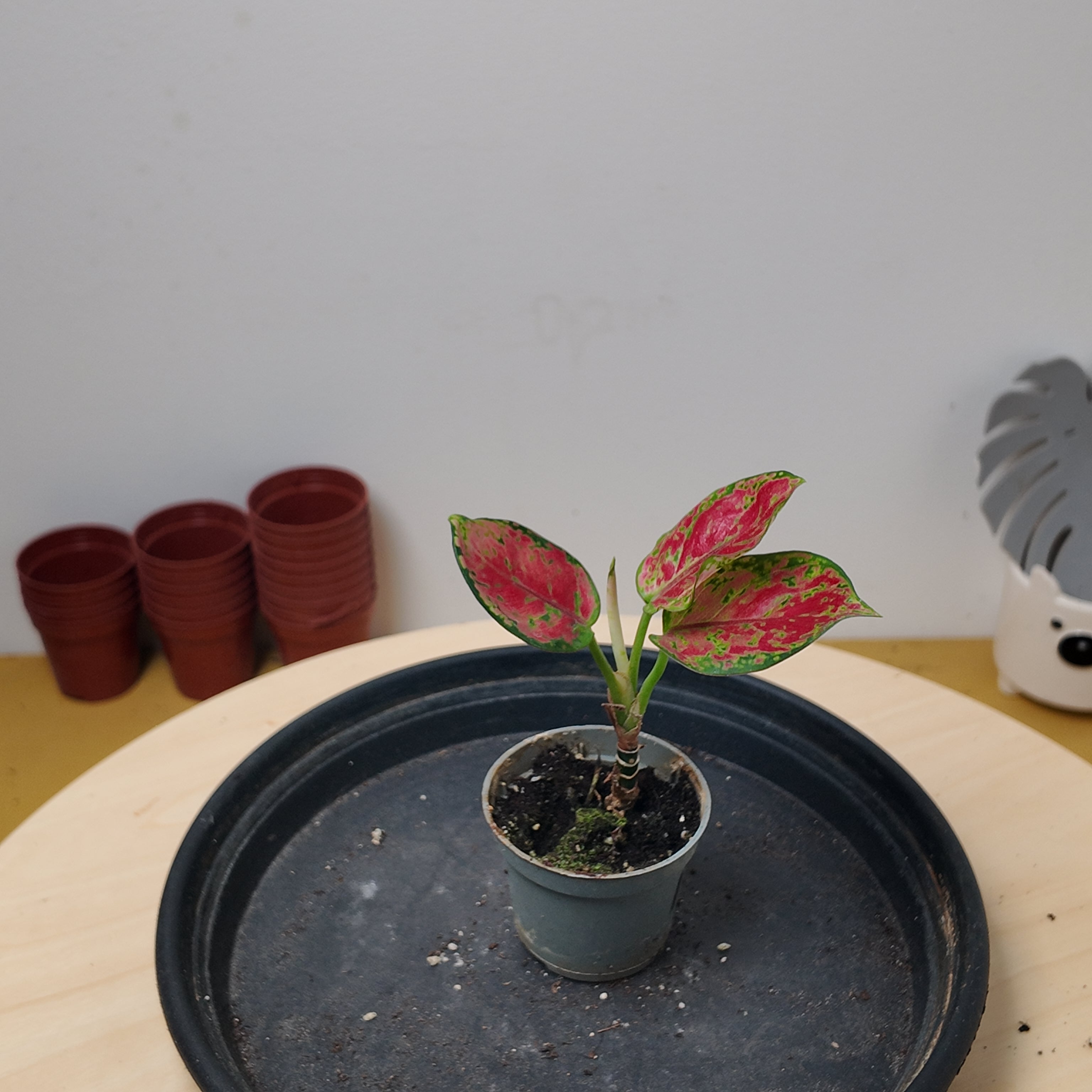 Aglaonema 'Red Zircon'