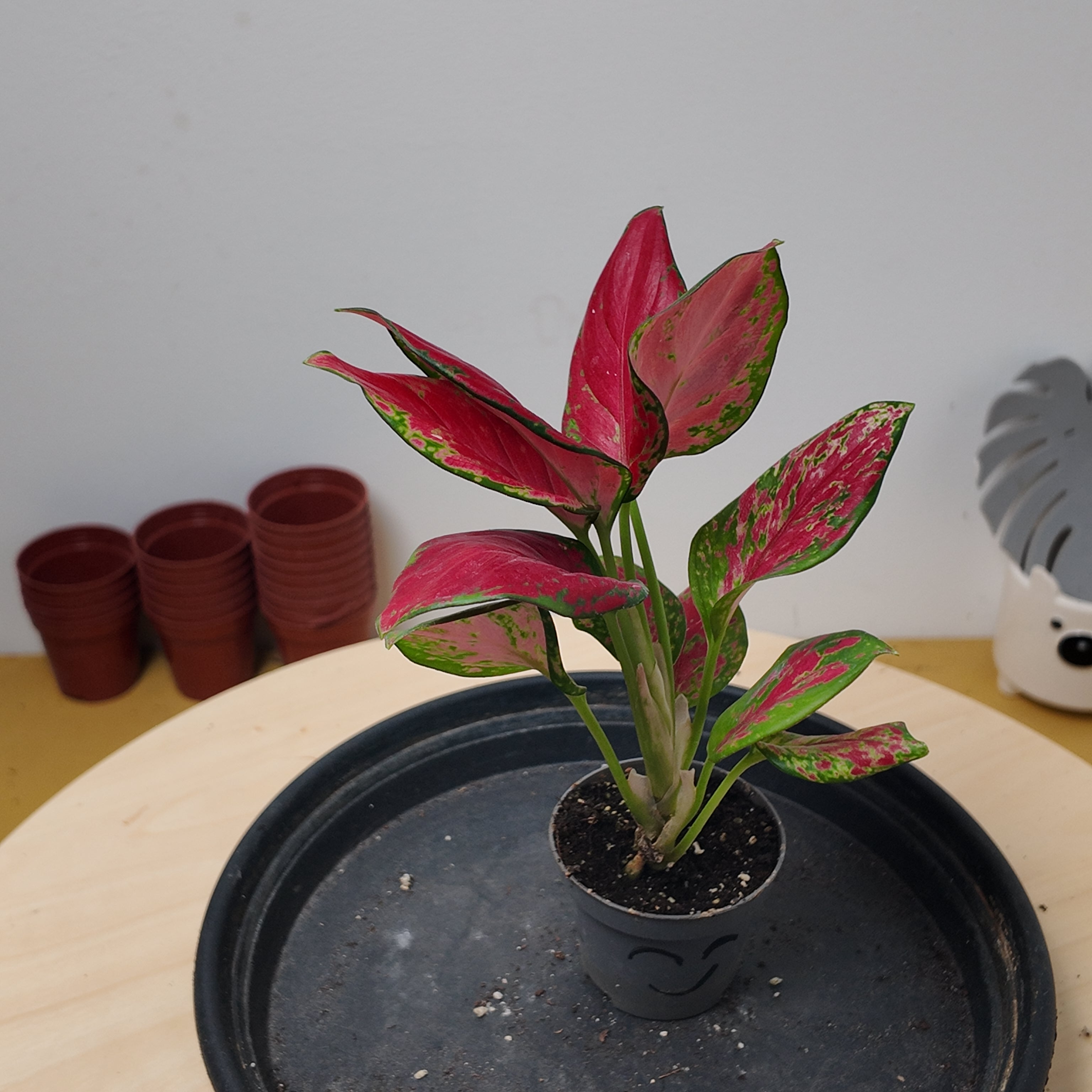 Aglaonema 'Red Zircon'