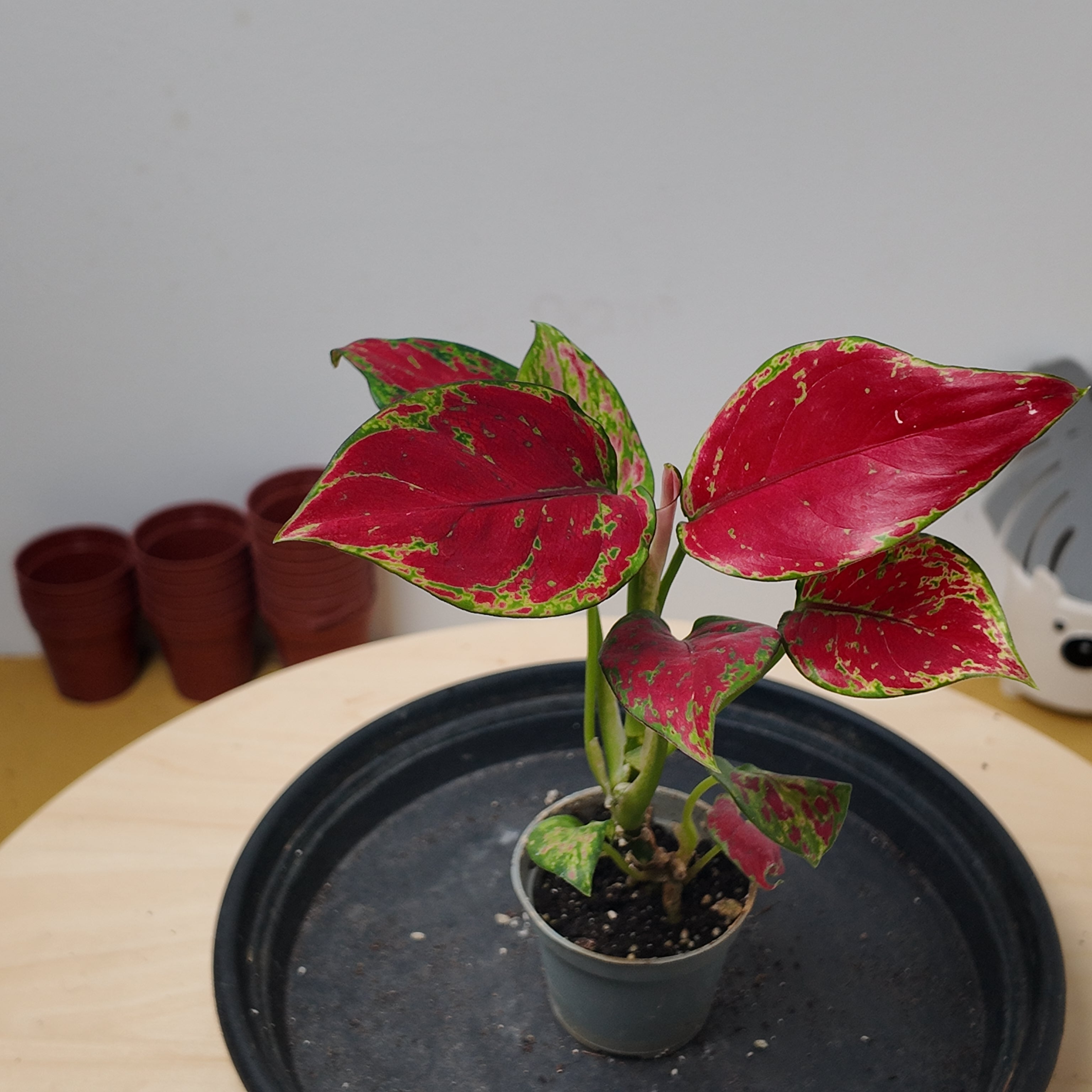Aglaonema 'Red Zircon'