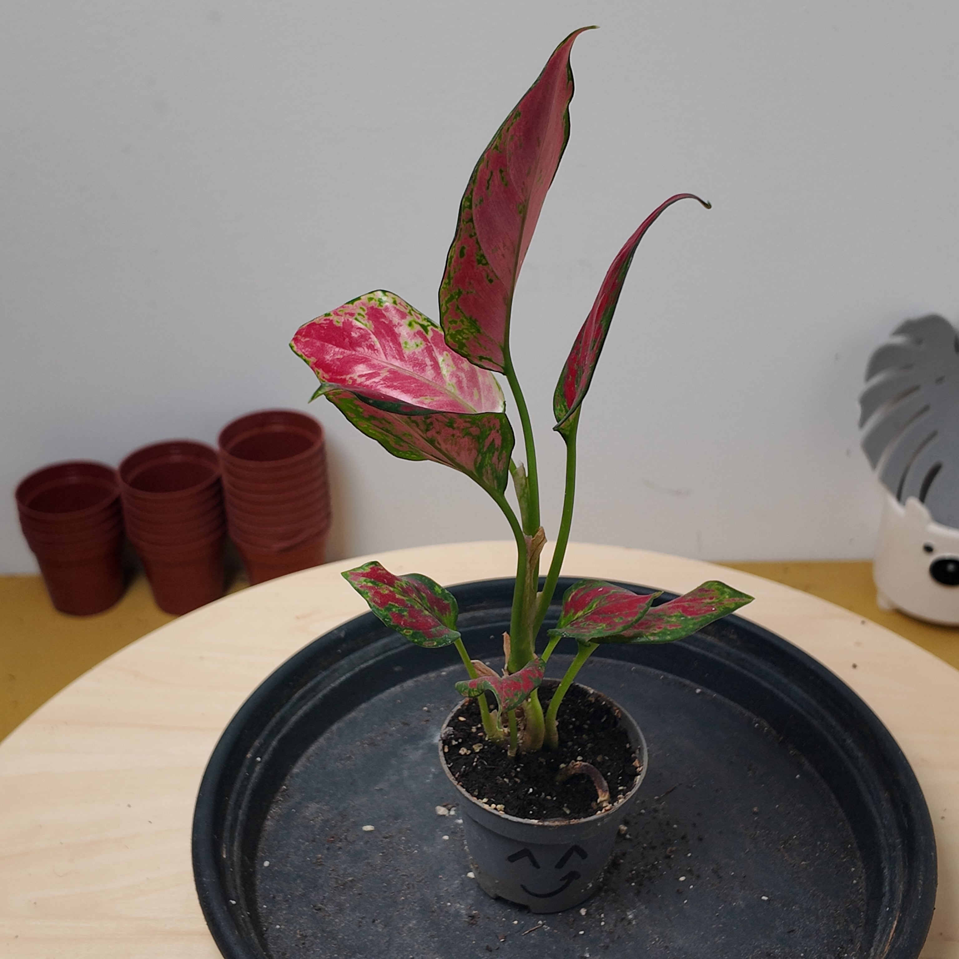 Aglaonema 'Red Zircon'