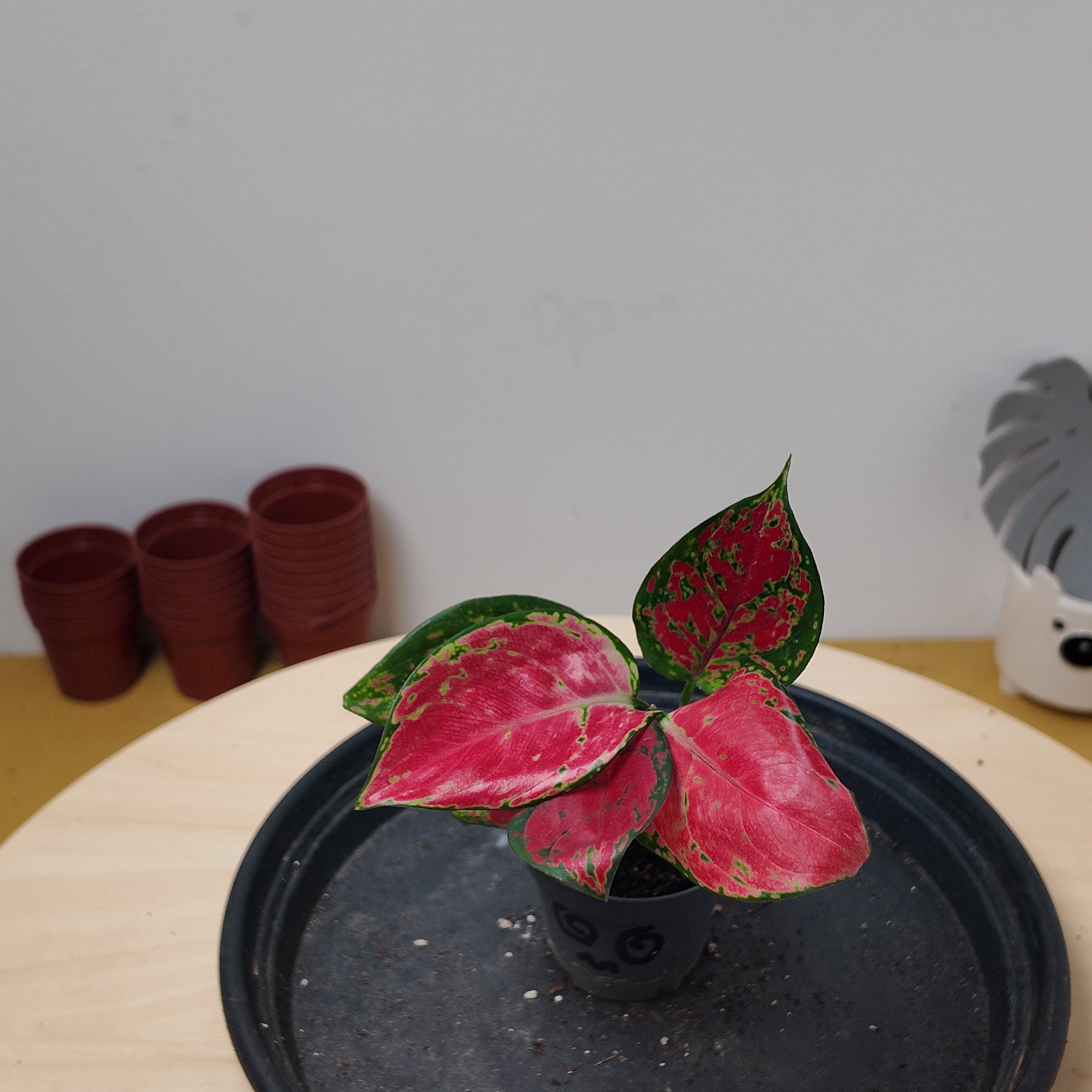 Aglaonema 'Red Zircon'