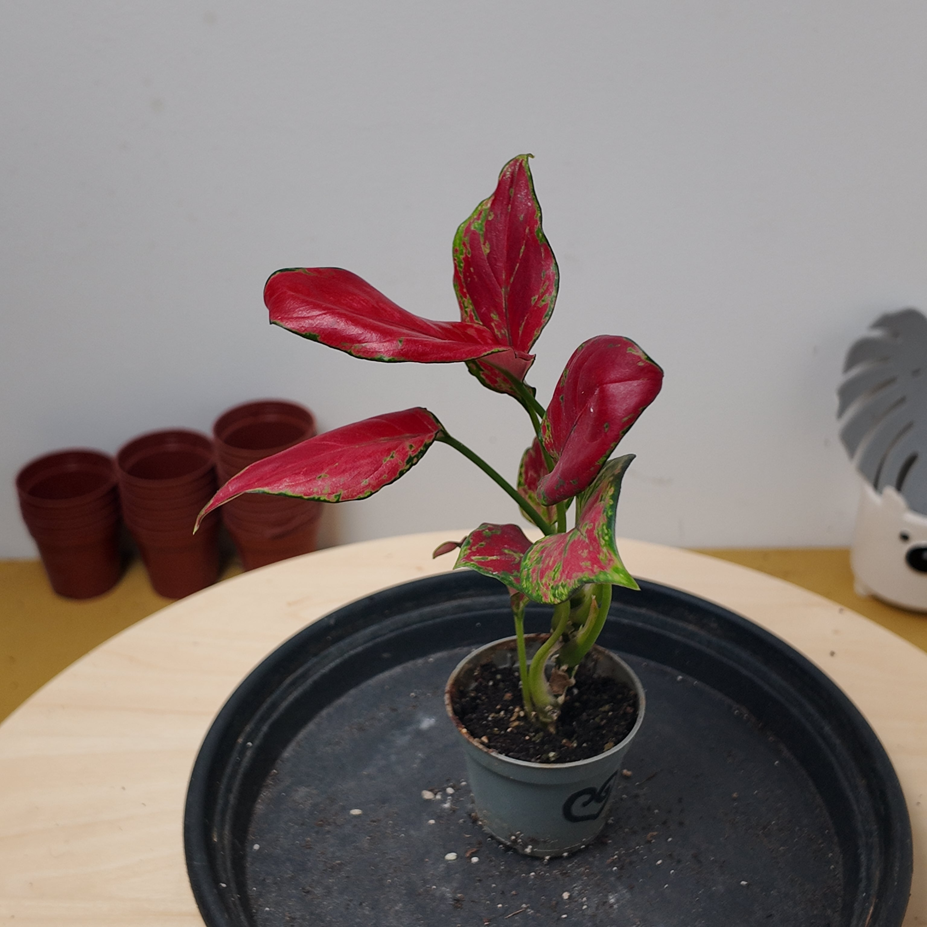 Aglaonema 'Red Zircon'