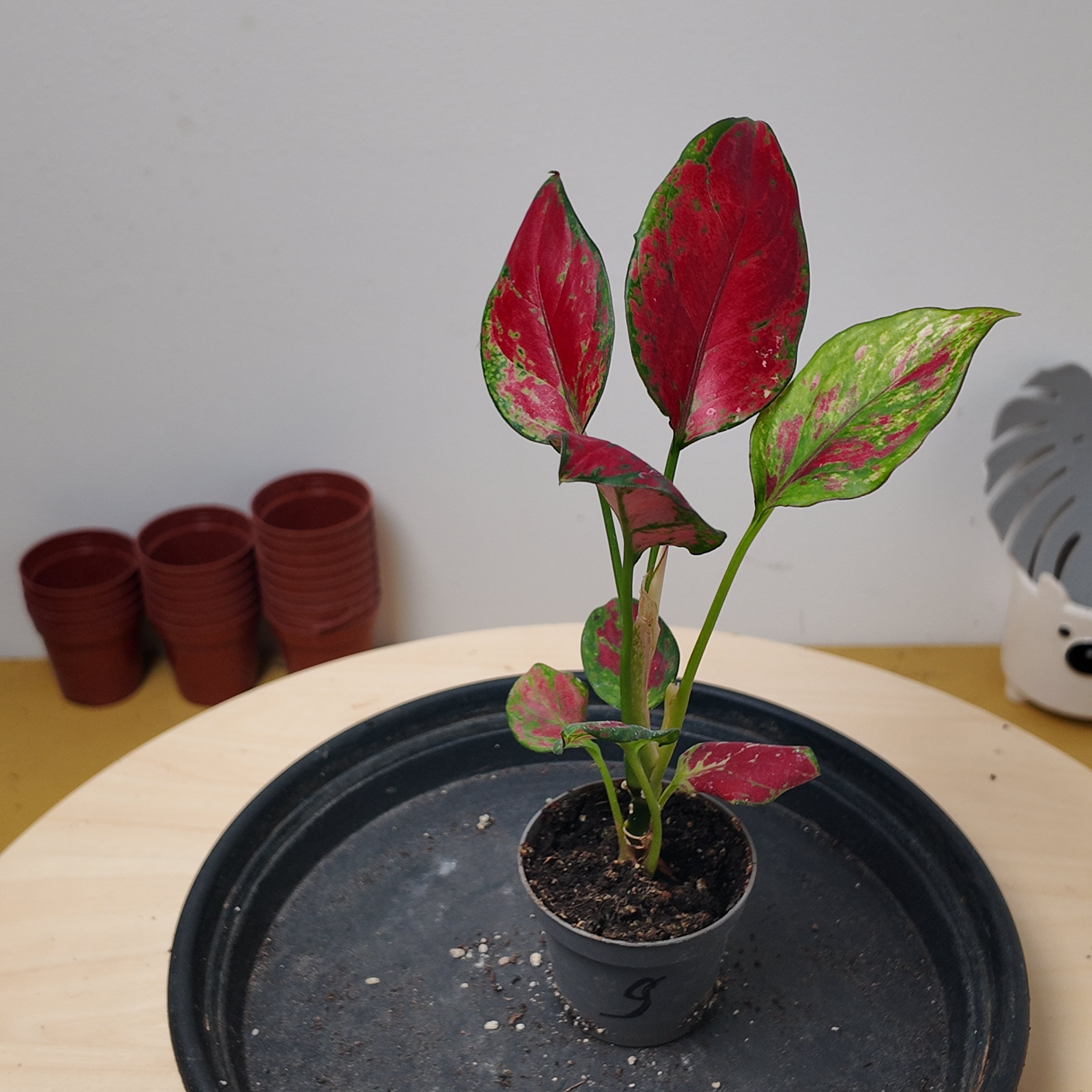Aglaonema 'Red Zircon'