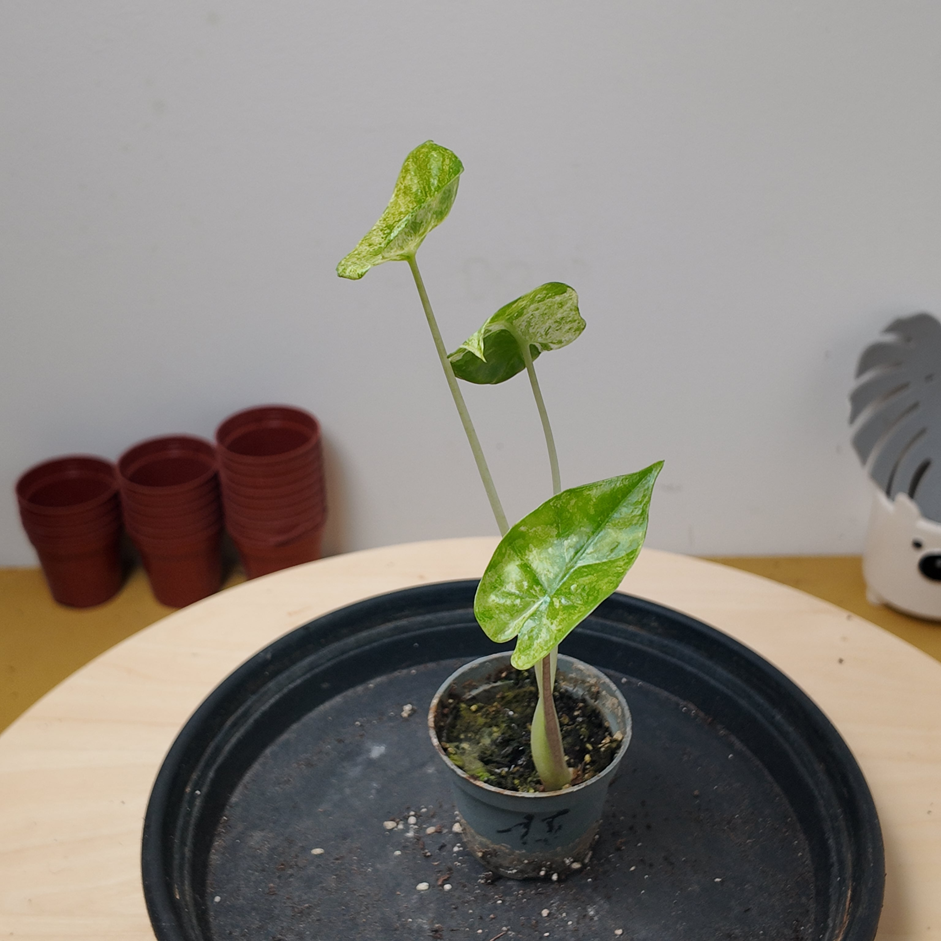 Alocasia macrorrhiza splash