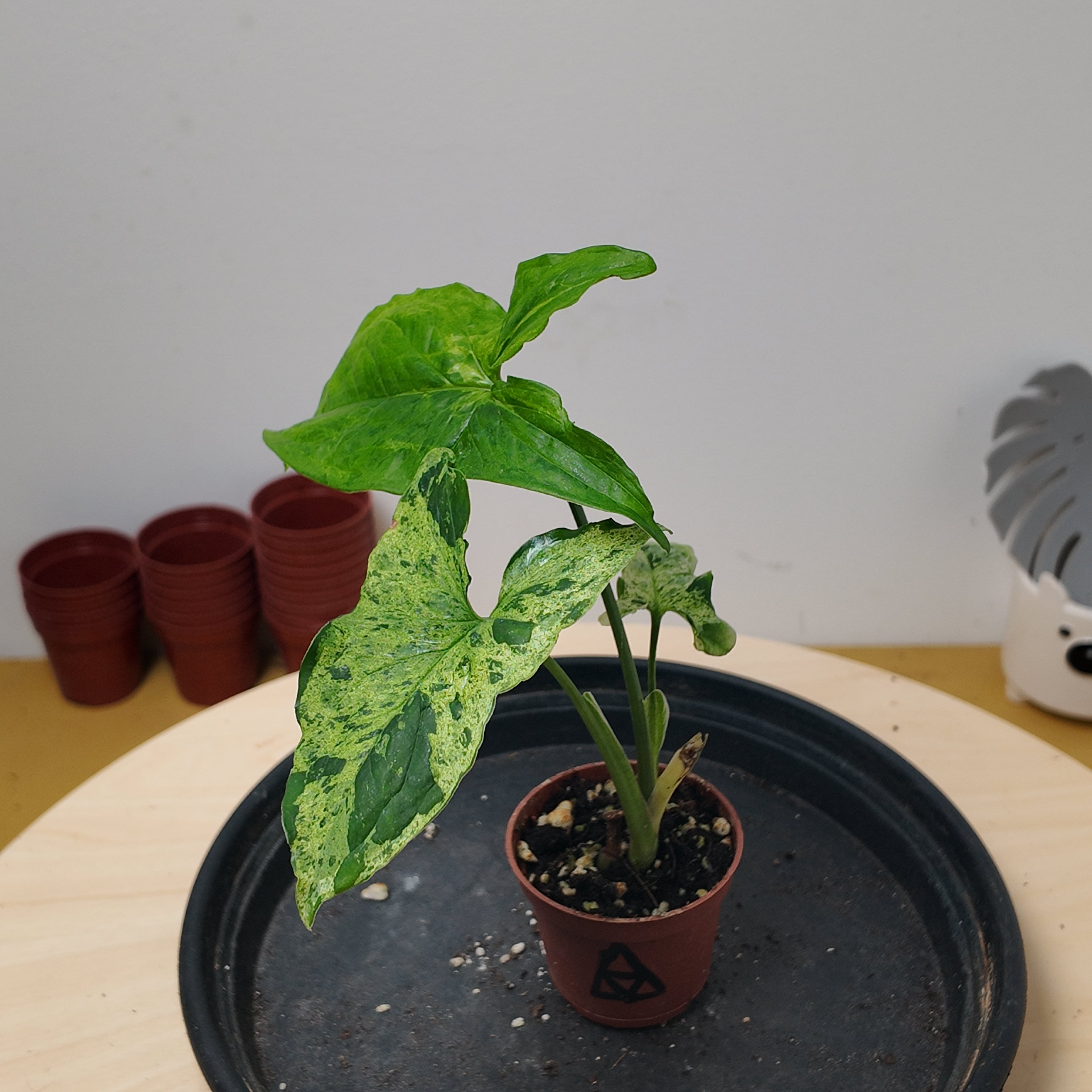 Syngonium mollted