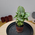 Syngonium confetti