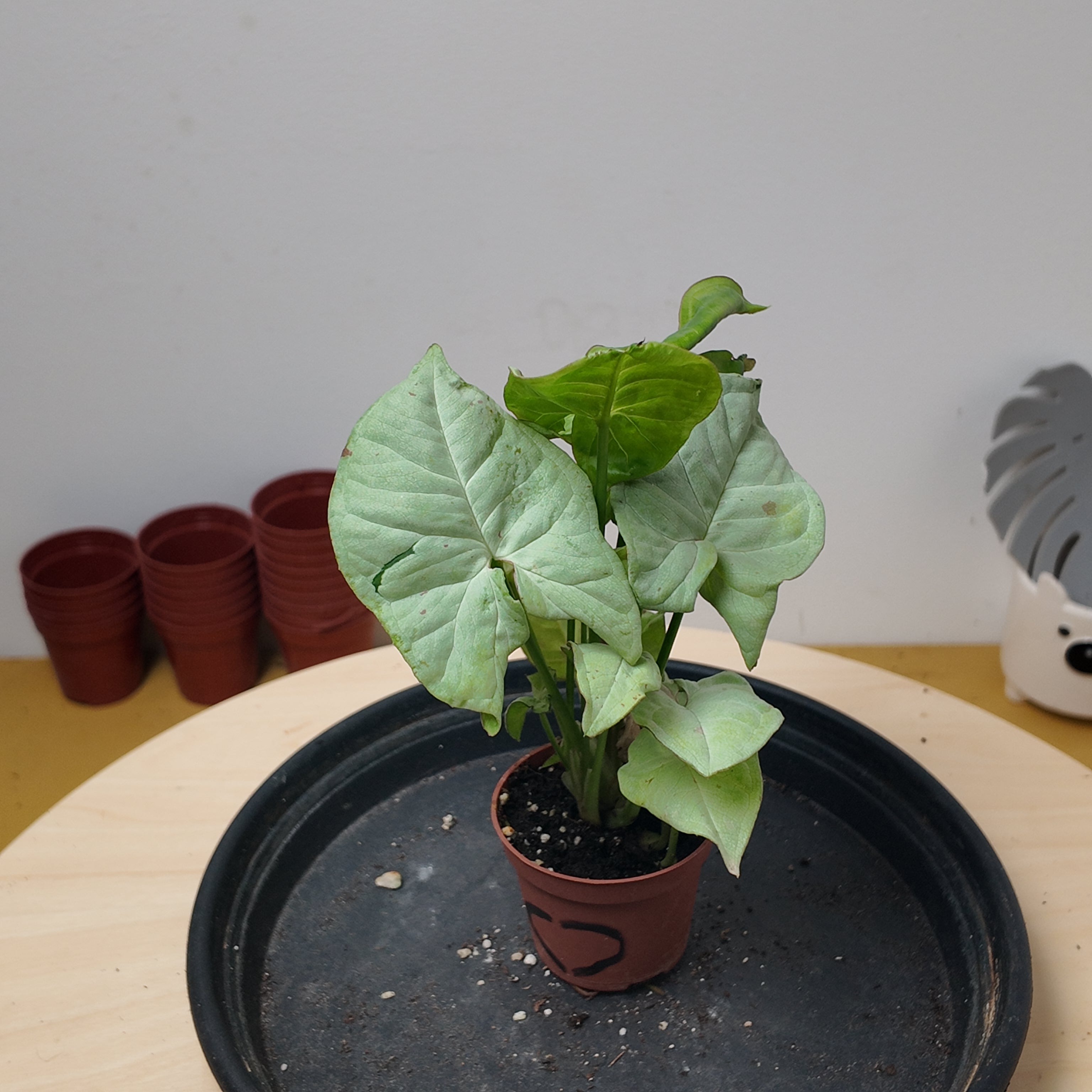 Syngonium confetti
