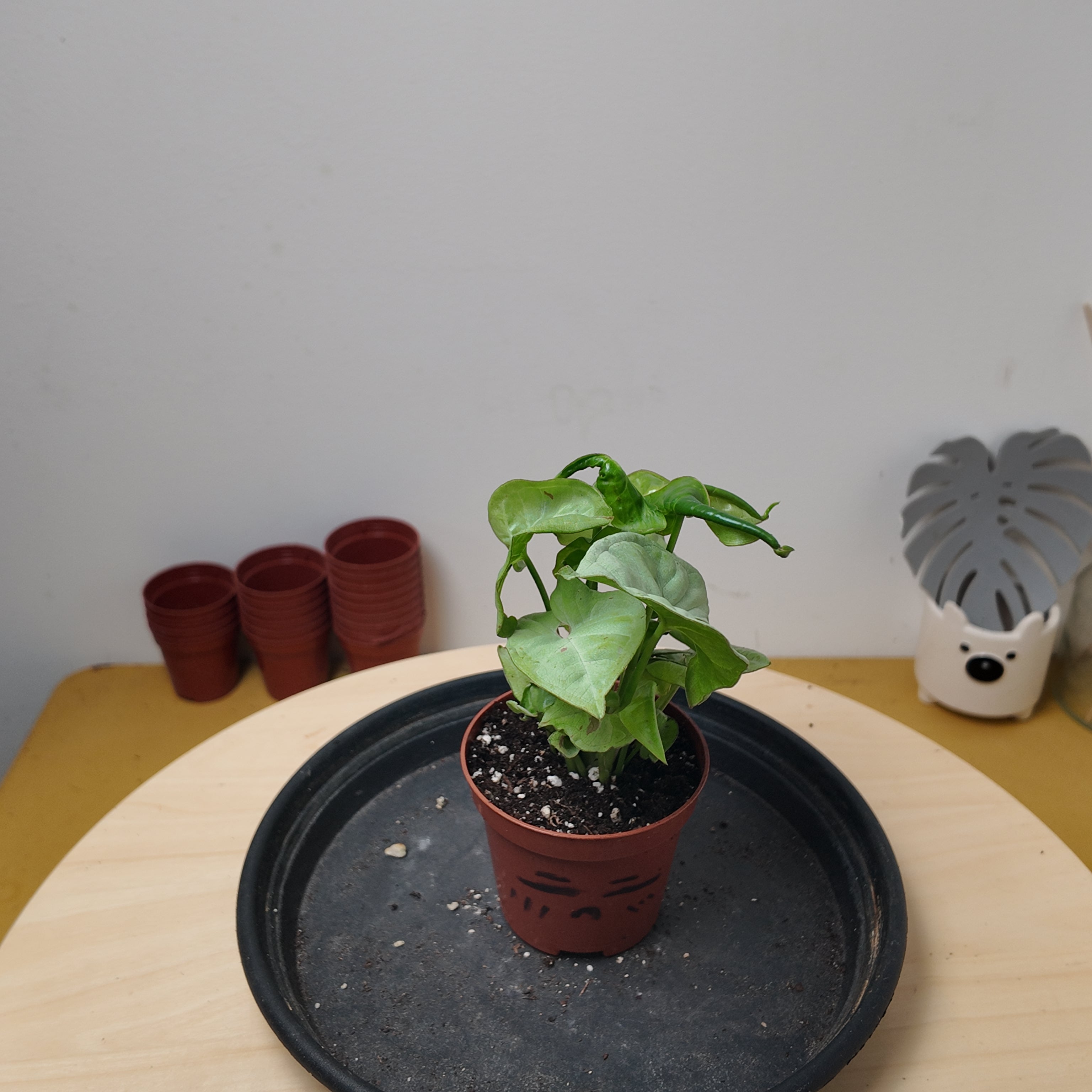 Syngonium confetti