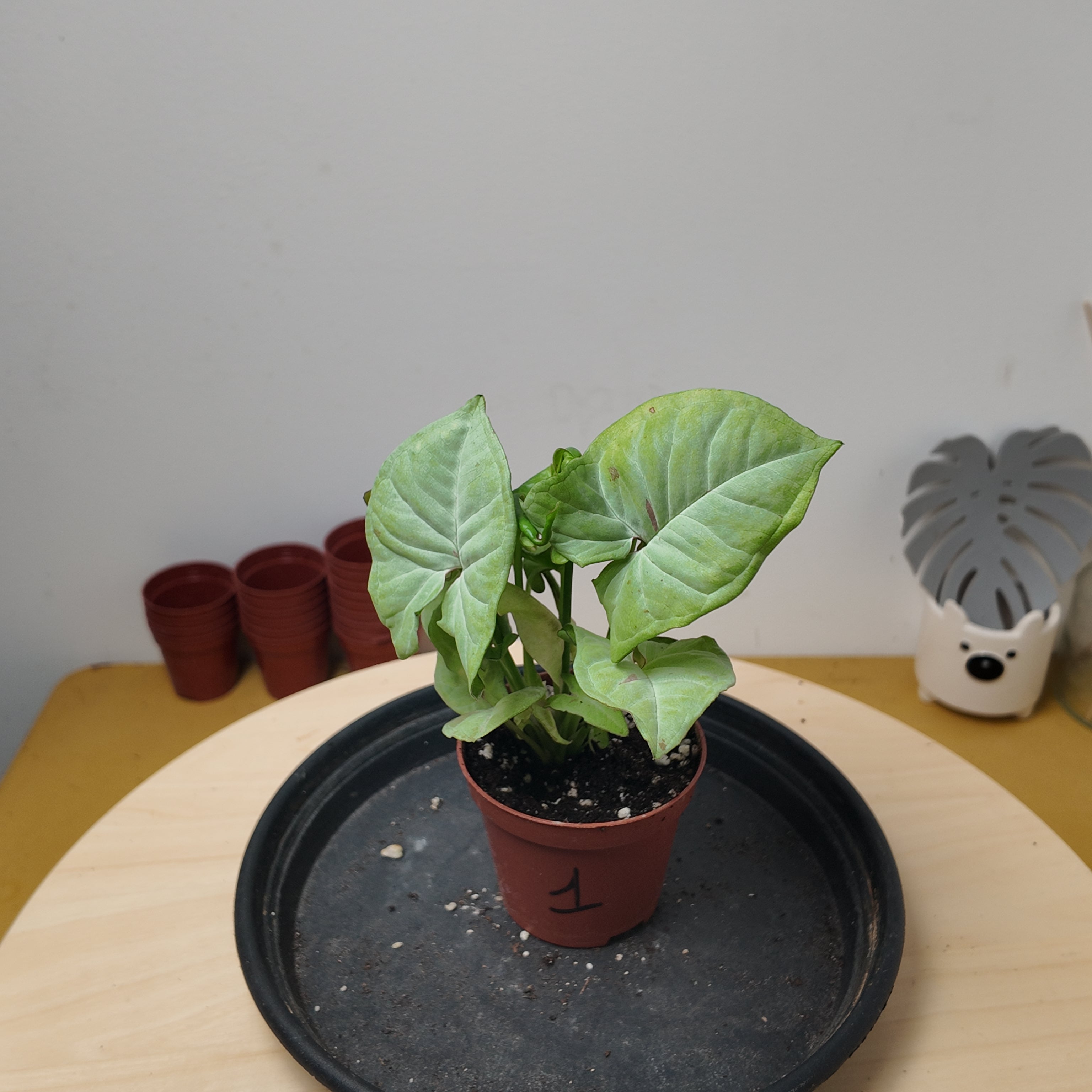 Syngonium confetti